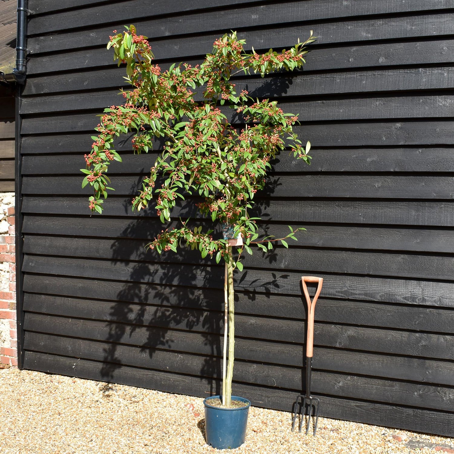 Cotoneaster 'Cornubia' - 160-200cm, 10lt