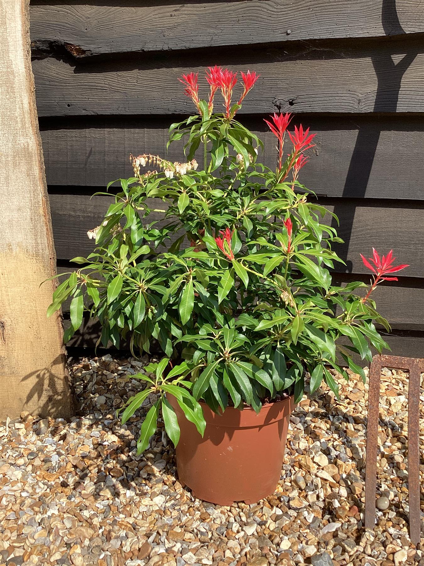 Pieris 'Forest Flame' - 55-60cm, 5lt