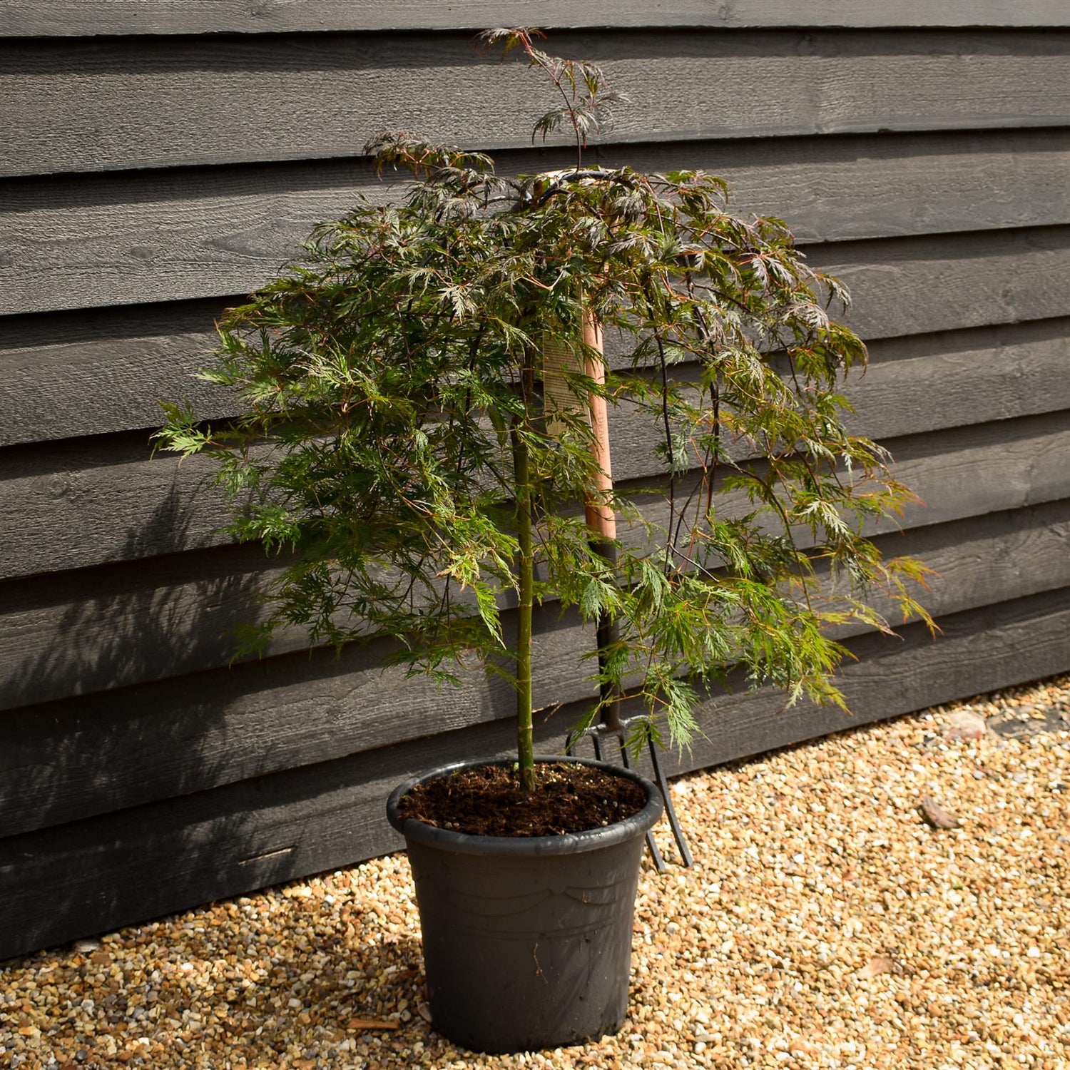 Japanese maple 'Orange Dream' | Acer palmatum - Clear Stem 50cm - Height 80-100cm - 15lt