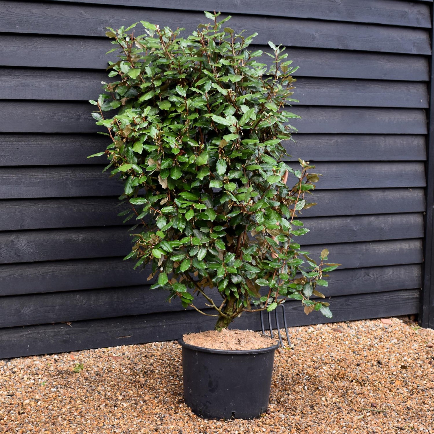 Elaeagnus ebbingei Compacta - Shrub - Height 120-140cm - 30lt