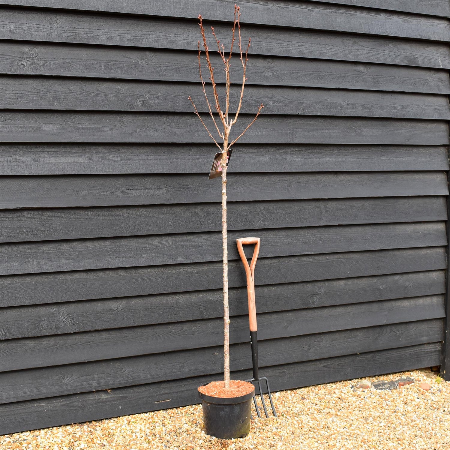 Cherry | Prunus Royal Burgundy - Clear Stem 120cm - Girth 6-8cm - Height 170-180cm - 10lt