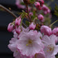 Prunus 'Accolade' | Cherry 'Accolade' - Girth 10-12cm - Half Standard - 190-210cm - Clear Stem - 25lt