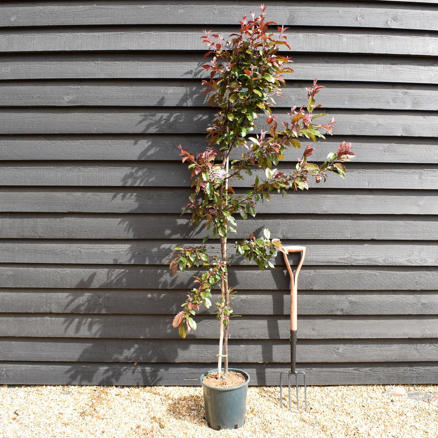 Crab apple | Malus toringo 'Scarlett' - 160-180cm - 12lt
