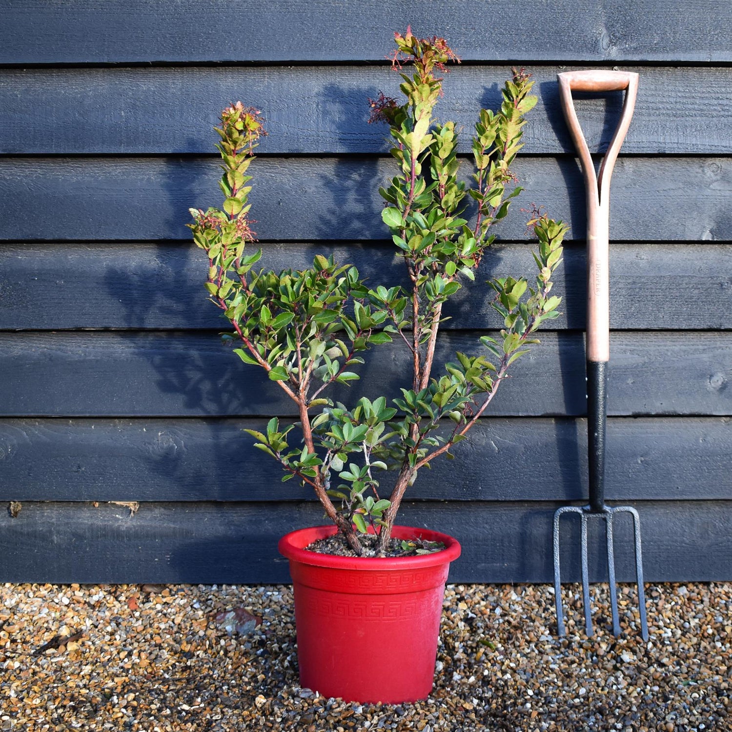 Arbutus Rubra | Pink Strawberry Tree - Height 60-80cm - 10lt