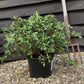 Azalea Japonica Dorothy Hayden| Rhododendron Dorothy Hayden - 50-60cm, 7lt