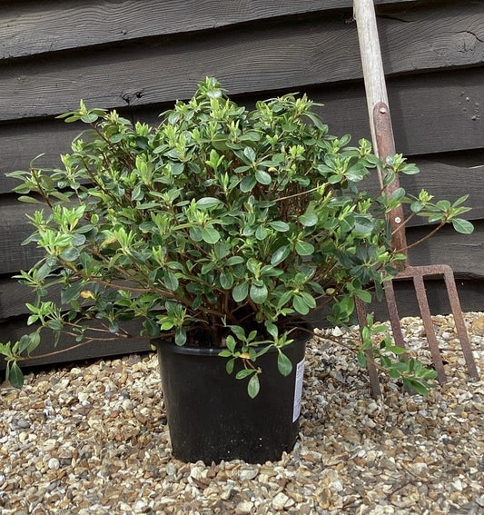 Azalea Japonica Dorothy Hayden| Rhododendron Dorothy Hayden - 50-60cm, 7lt