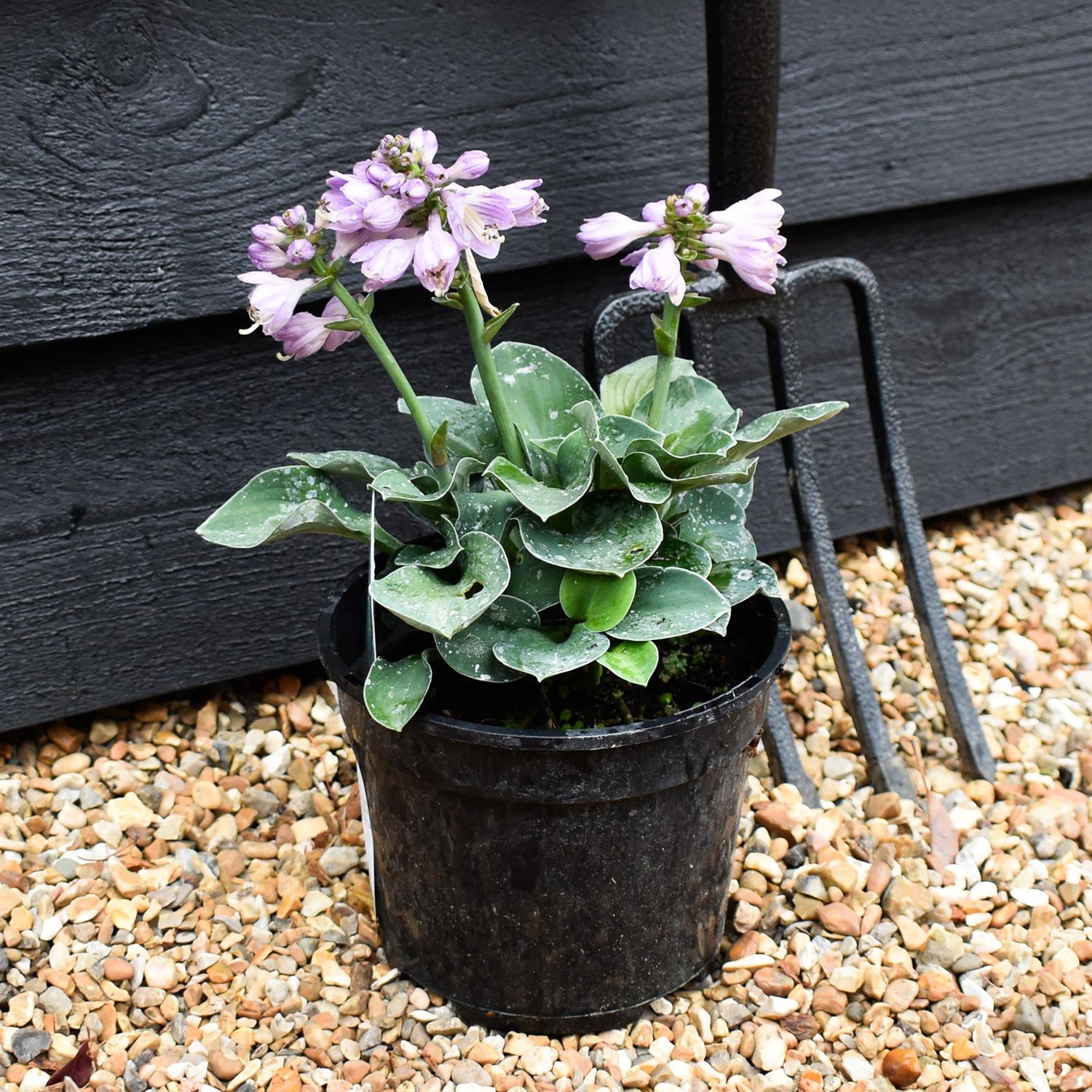 Plantain Lily 'Blue Mouse Ears' - 10-20cm, 2lt