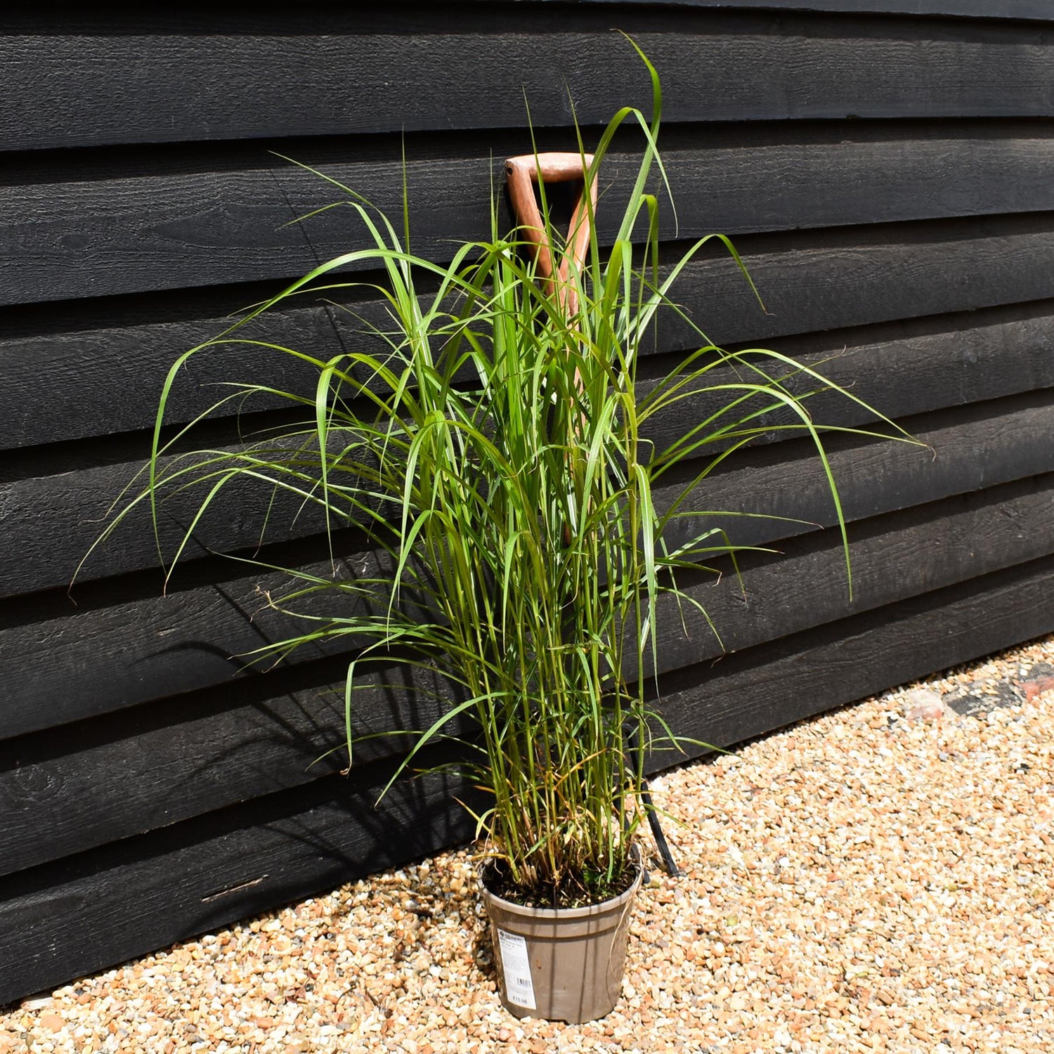 Miscanthus sinensis 'Ferner Osten' - Grass - 3lt