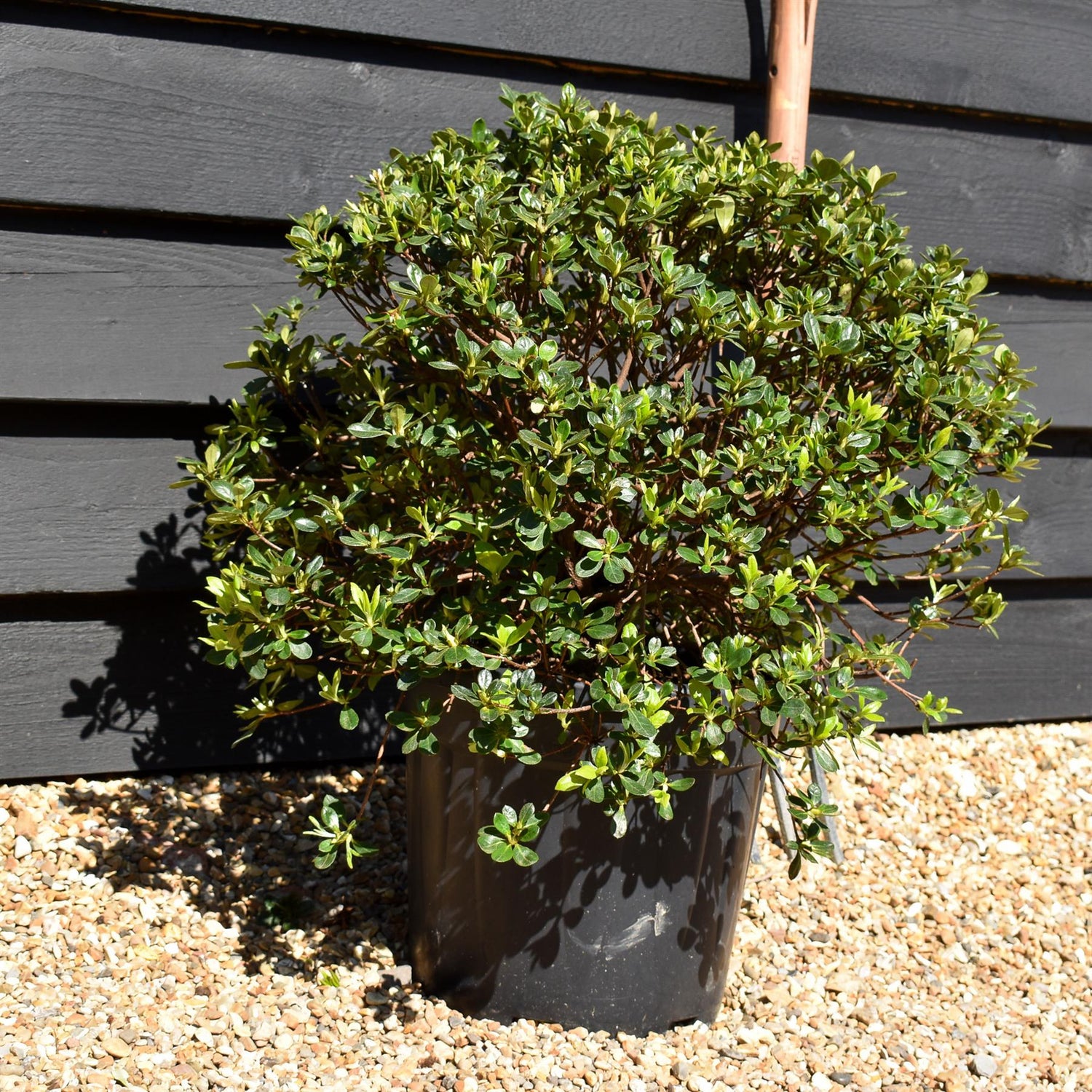 Azalea Japonica 'Dorothy Hayden' - 75cm - Bushy - 15lt