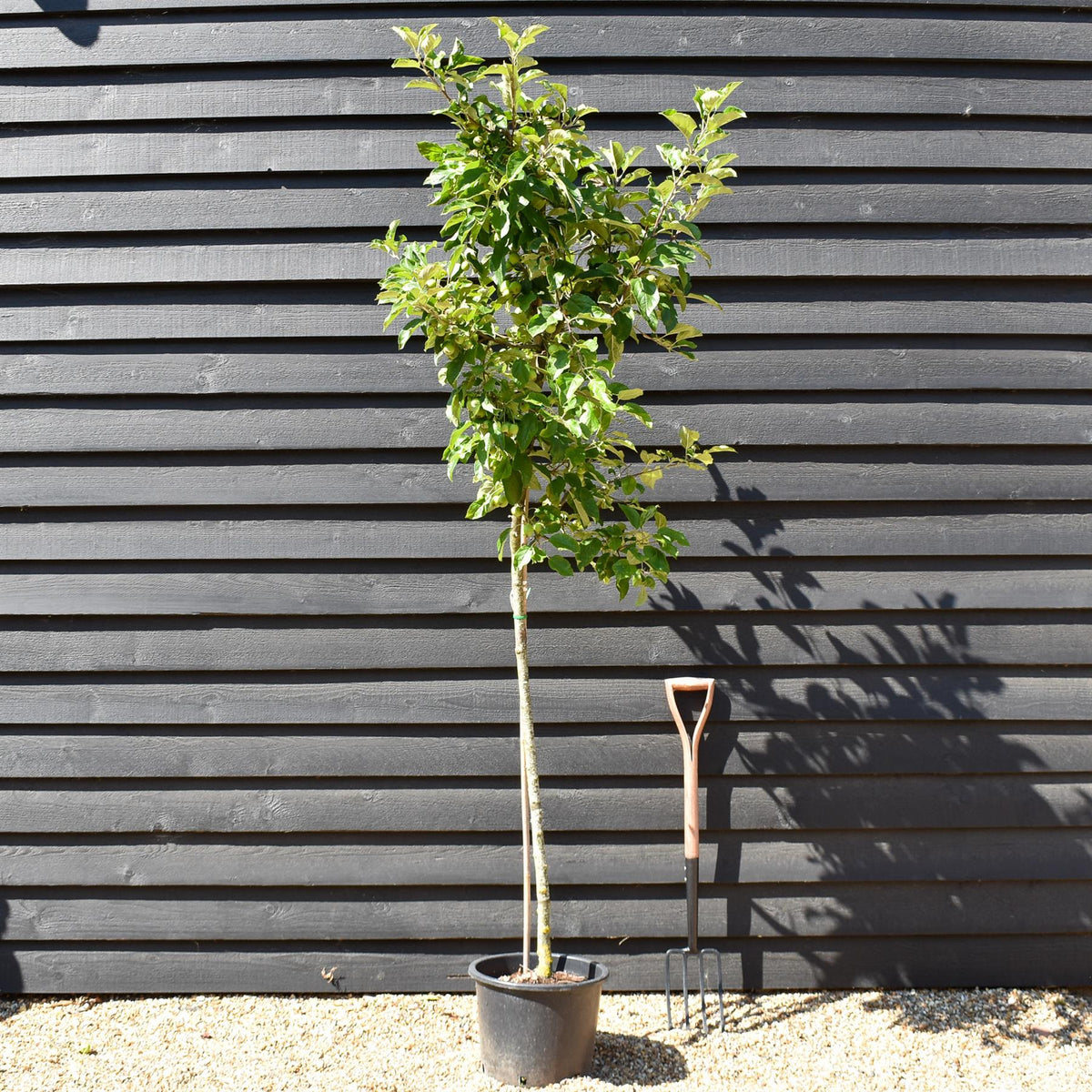 Malus Fruitilicious | Culinary Crab Apple Tree - Clear Stem - Height 150-180cm -20lt