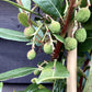 Arbutus unedo | Strawberry Tree - 30-40cm, 5lt