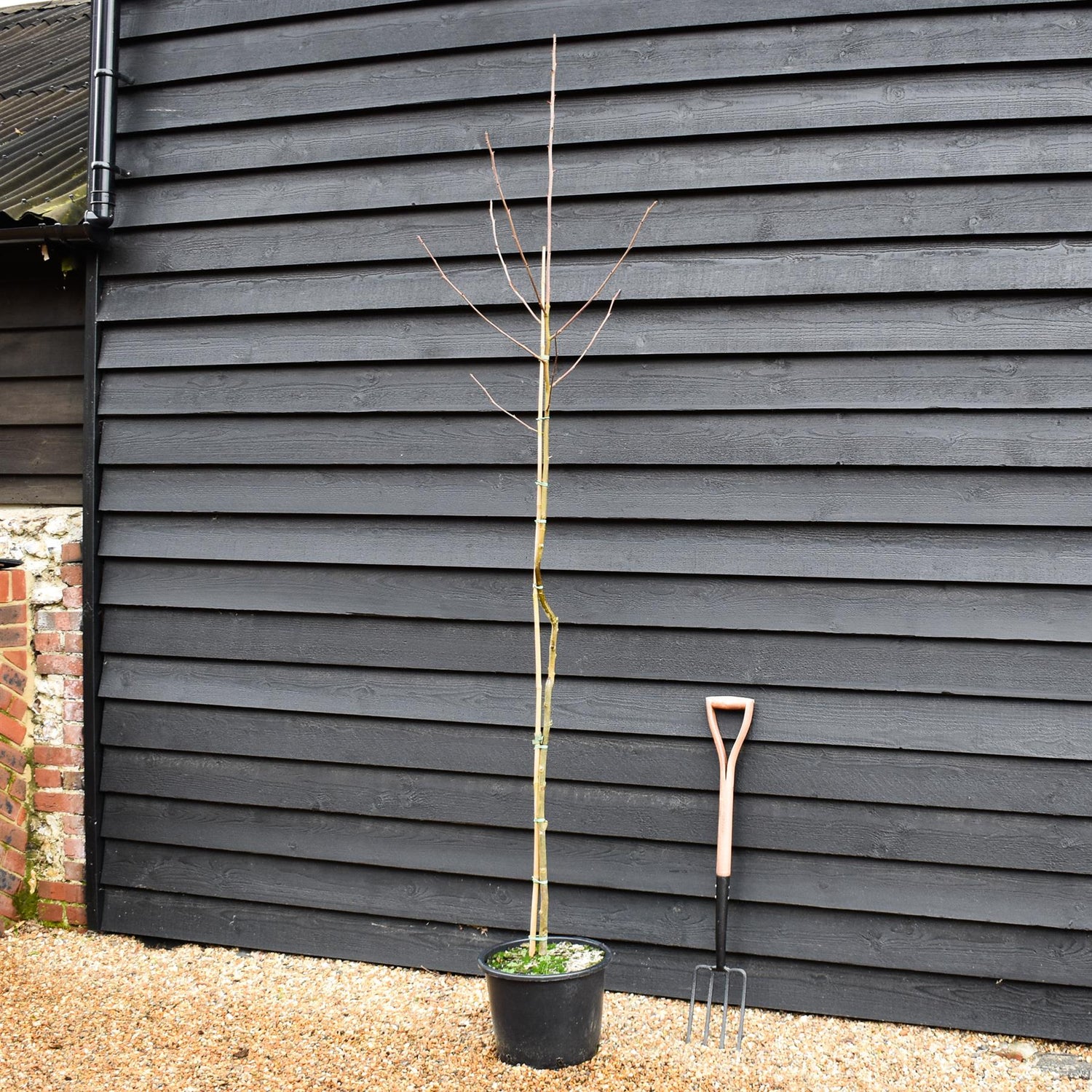 Davidia involucrata - Handkerchief Tree - Height 200-250cm - 20lt