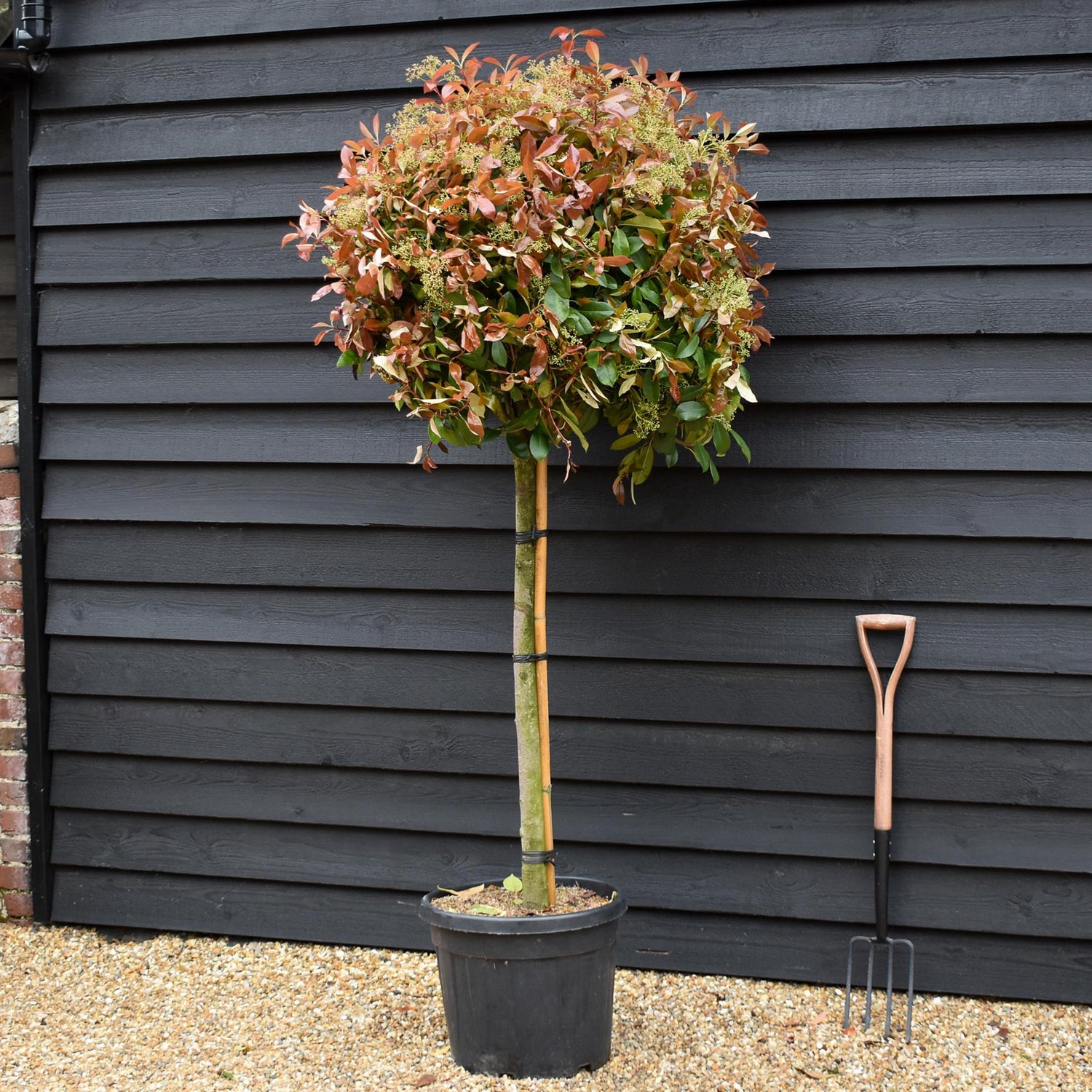 Photinia Red Robin | Christmas berry 'Red Robin' - Half Standard - Clear Stem 90-100cm - Height 170-180cm - 45lt