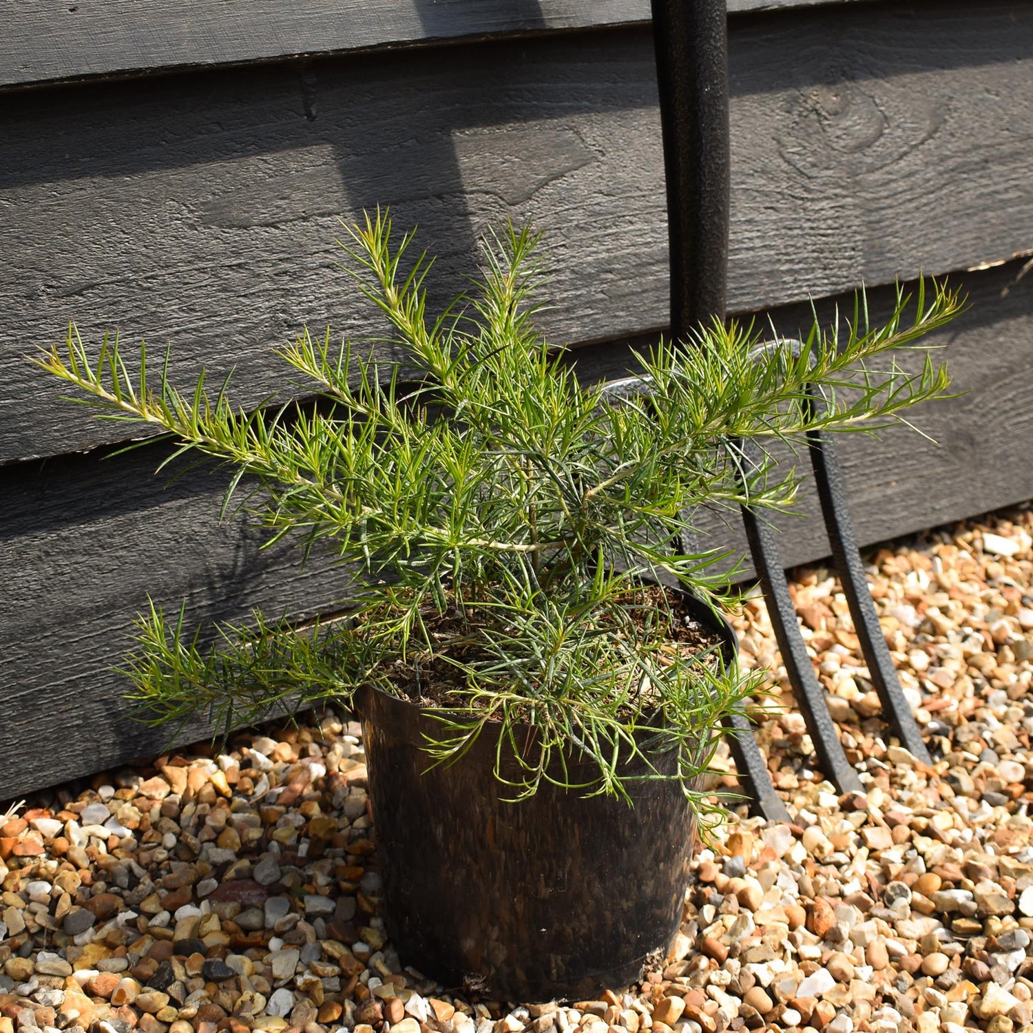 Grevillea 'Canberra Gem' - Shrub - Height 15-25cm -2lt