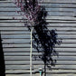 Prunus cerasifera 'Pissardii' | Cherry Plum 'Pissardii' - 35lt