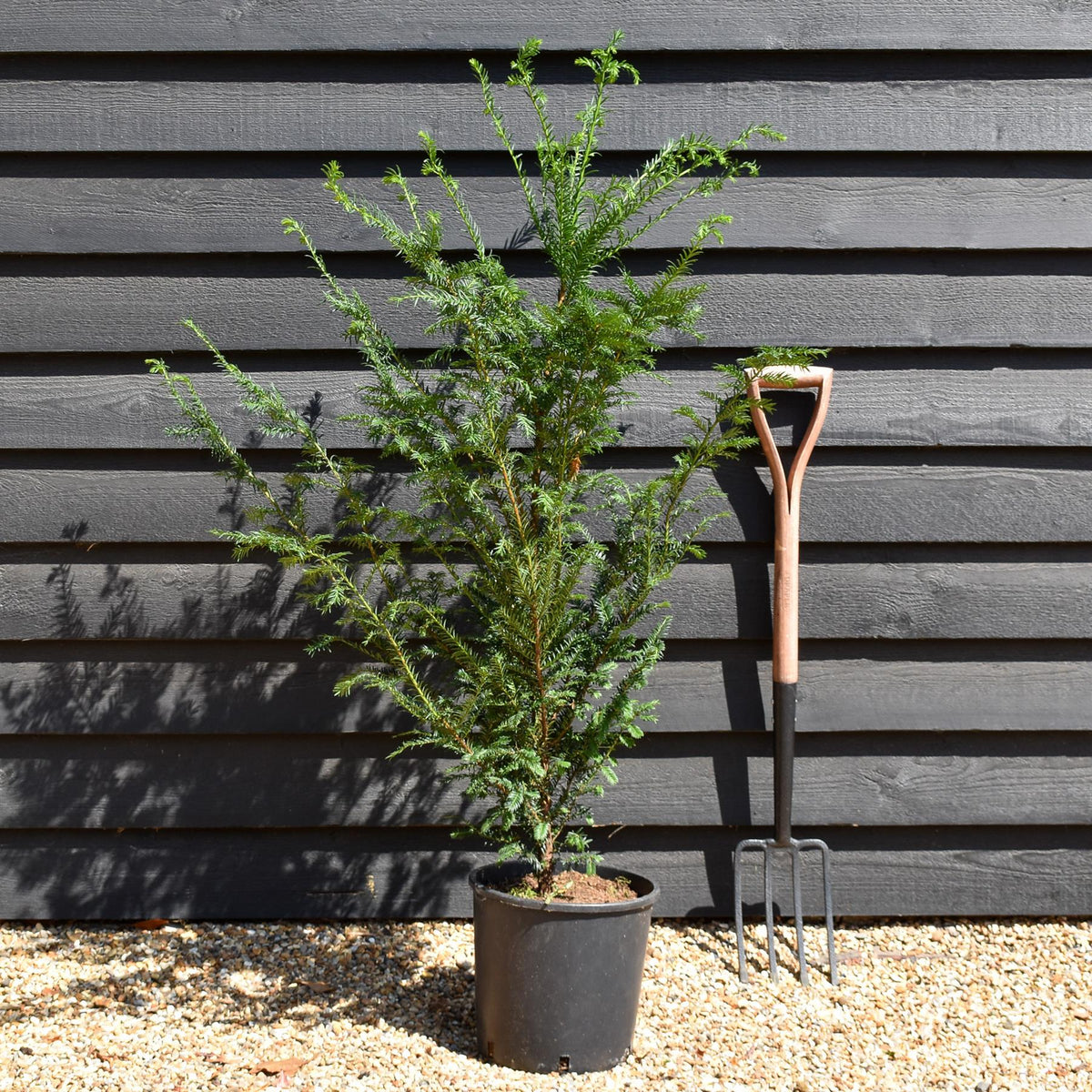 Taxus baccata | Common Yew - Bushy - Pot Grown - Height 80-90cm - 12lt