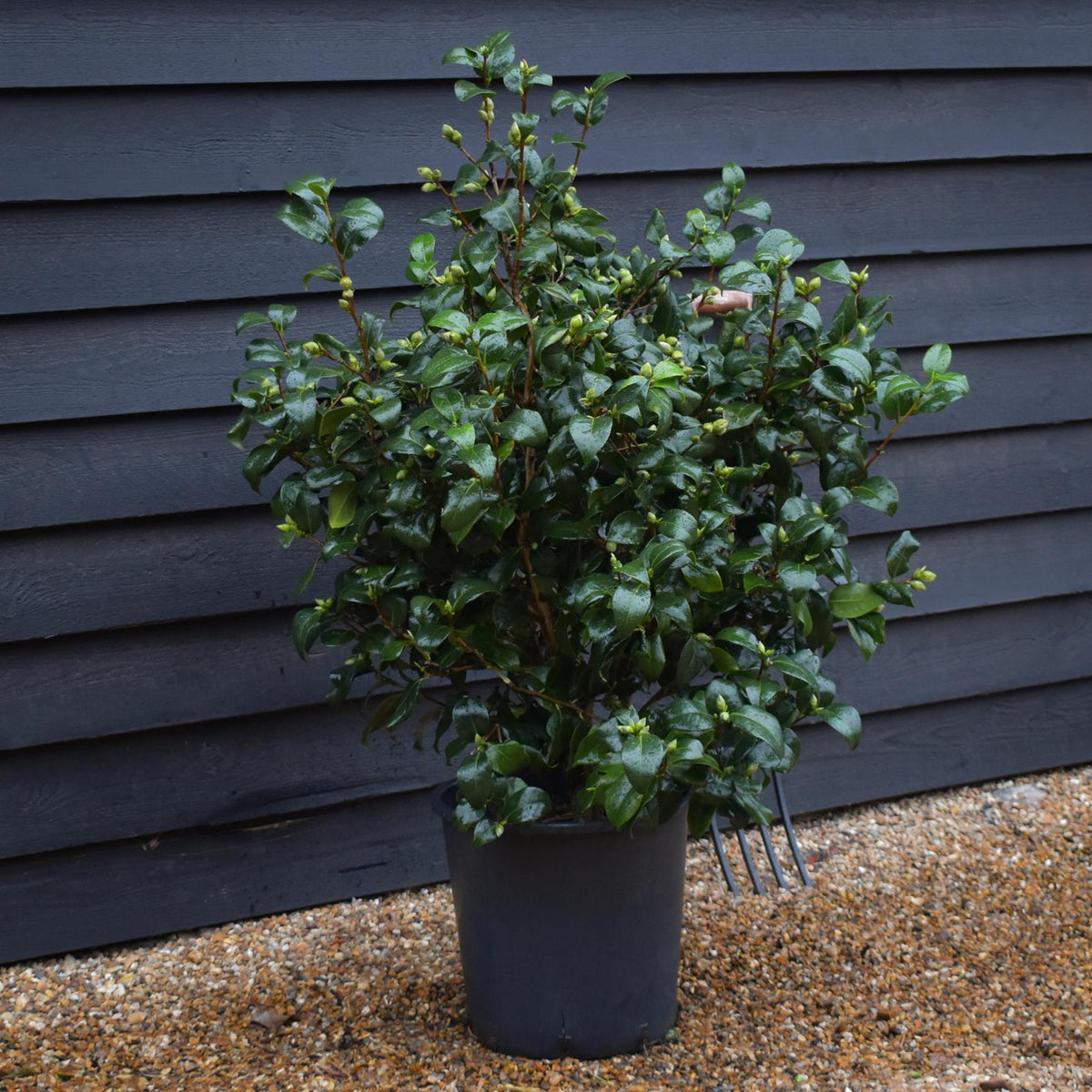 Camellia Brushfields Yellow - Height 80-100cm - 25lt