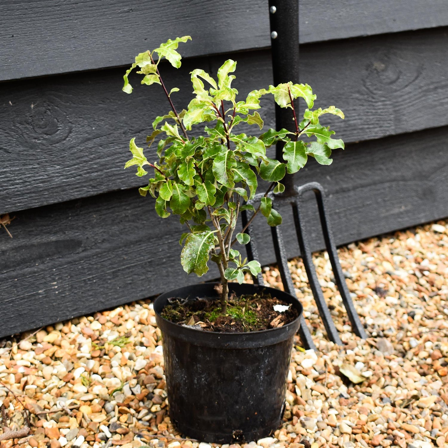 Pittosporum Golden King (Gold King) - Height 20-30cm - 2lt