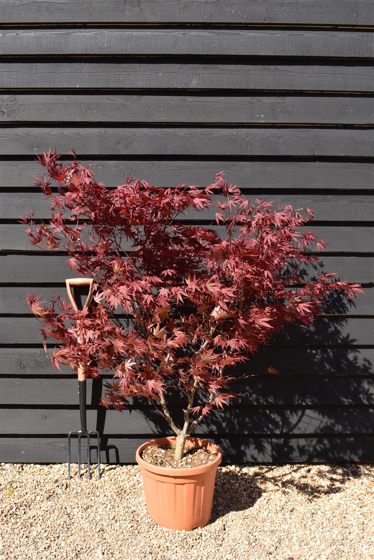 Acer palmatum 'Bloodgood' | Japanese maple 'Bloodgood' - 120-160cm - 25lt