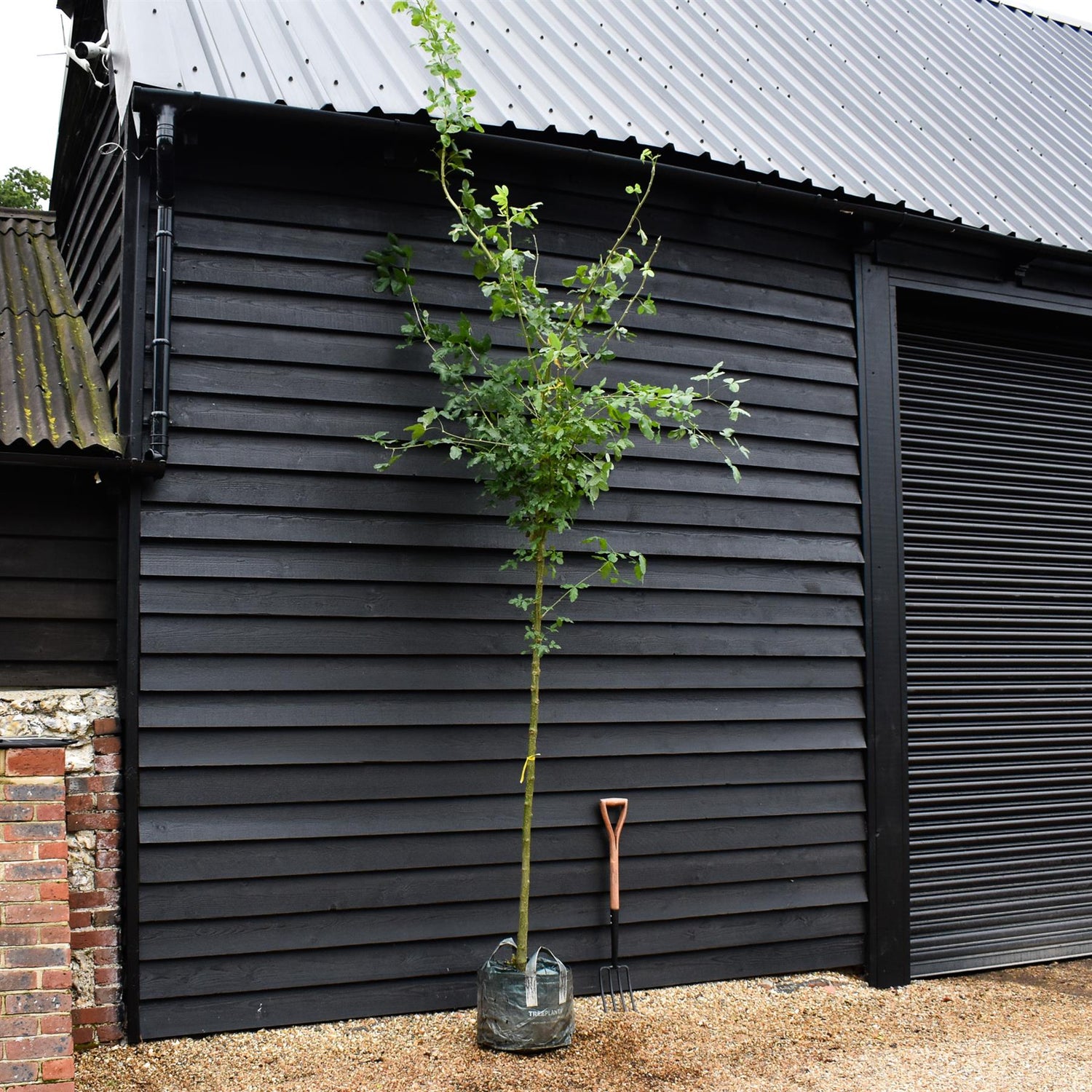 Laburnum x watereri 'Vossii' | Golden Chain Tree - Clear Stem - Girth 8-10cm - Height 380-400cm - 45lt