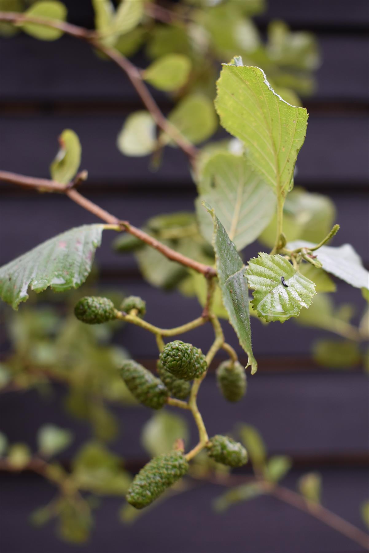 Arandel Tree Alnus Glutinosa - Alder tree - Feathered - Height 280-300cm - Girth 6 ...