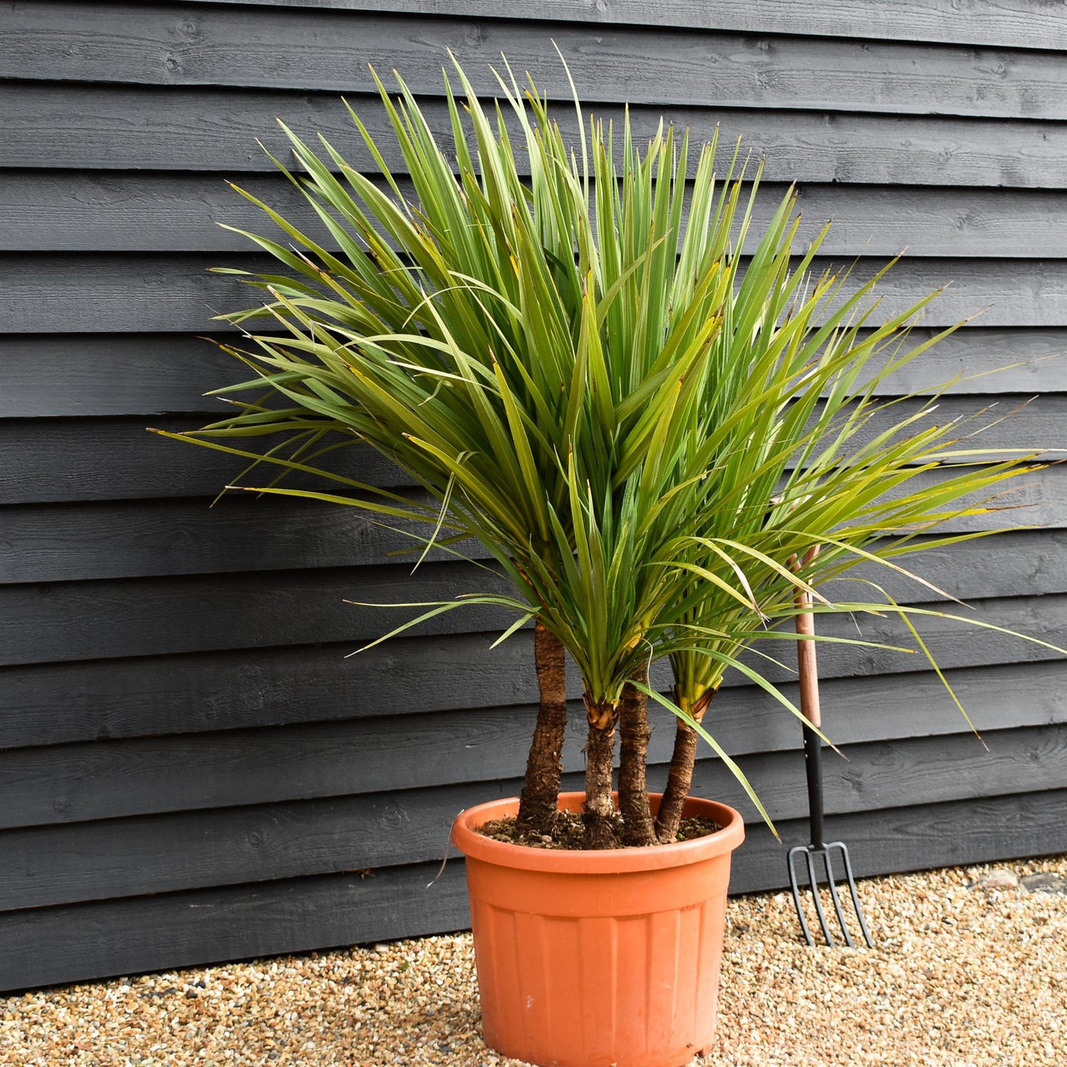 Cordyline australis | New Zealand Cabbage Palm - Multistem 20-30cm - Height 90-110cm - 50lt