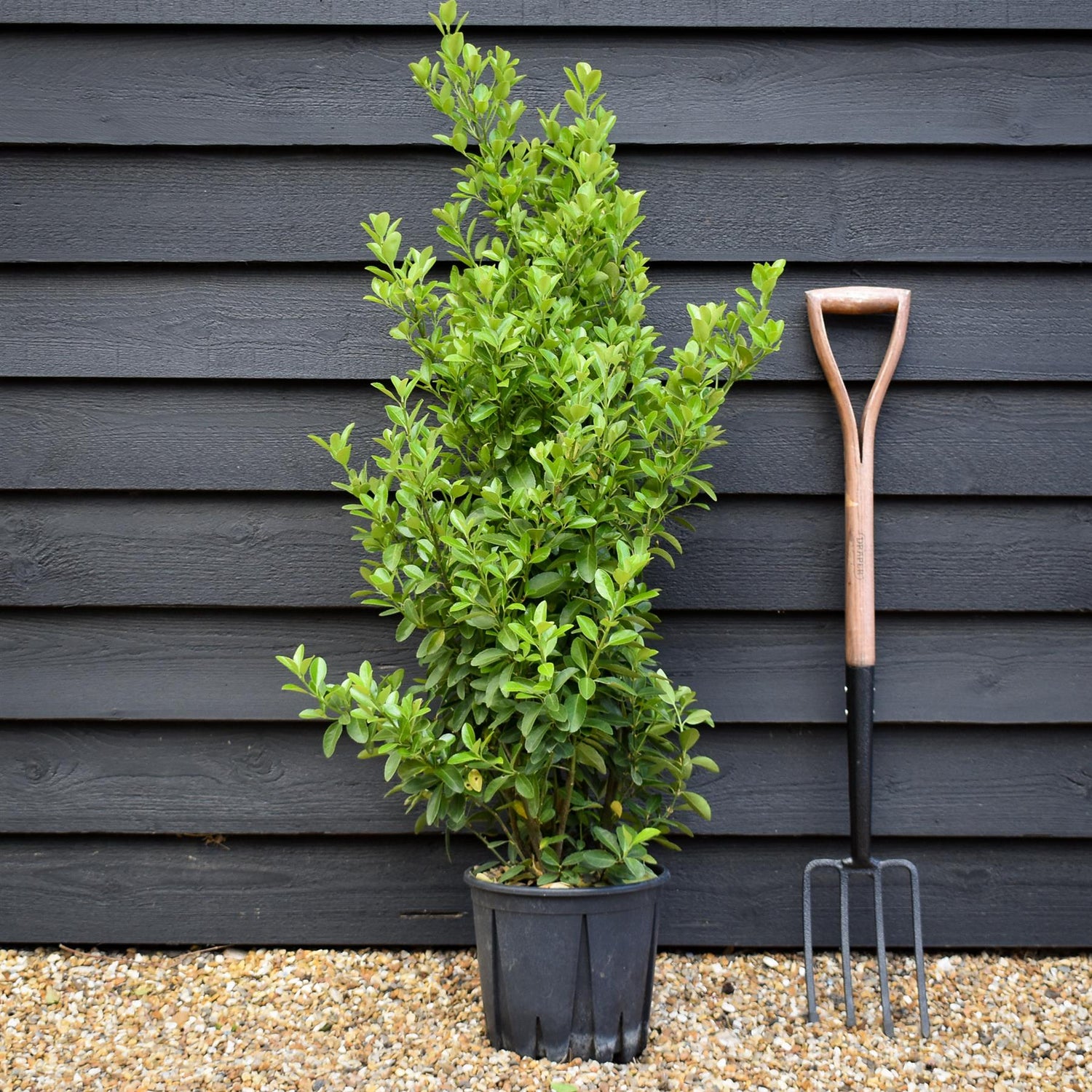Euonymus japonicus - Shrub - Height 100-120cm - 10lt