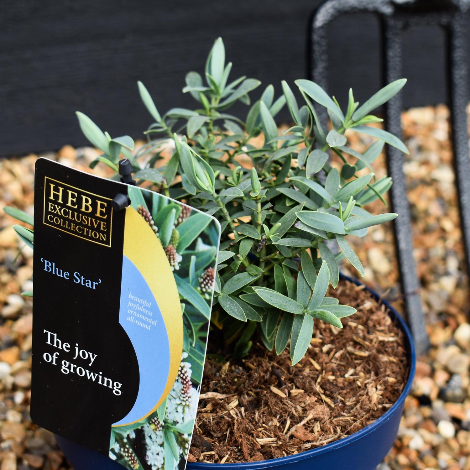 Hebe 'Blue Star' - Height 10-20cm - 2lt