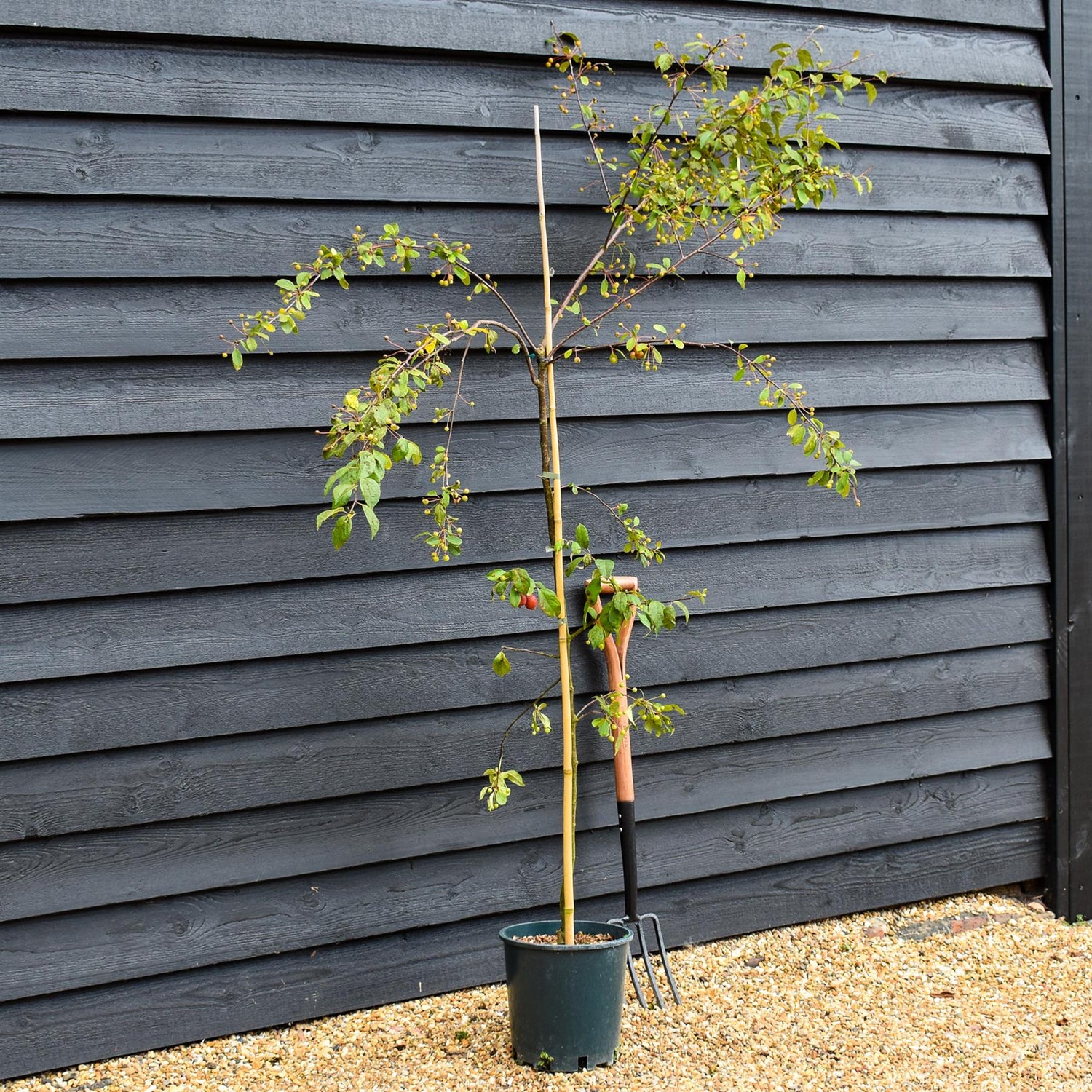 Japanese Crab Apple Tree | Malus Floribunda - Height 180-240cm, 10lt