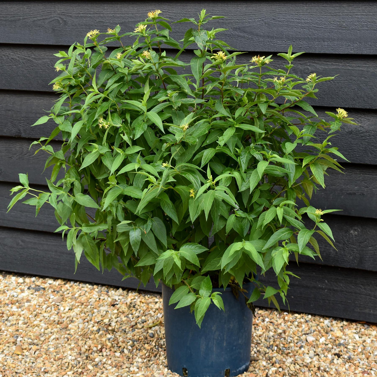 Diervilla sessilifolia 'Butterfly' | Bush Honeysuckle - 12lt