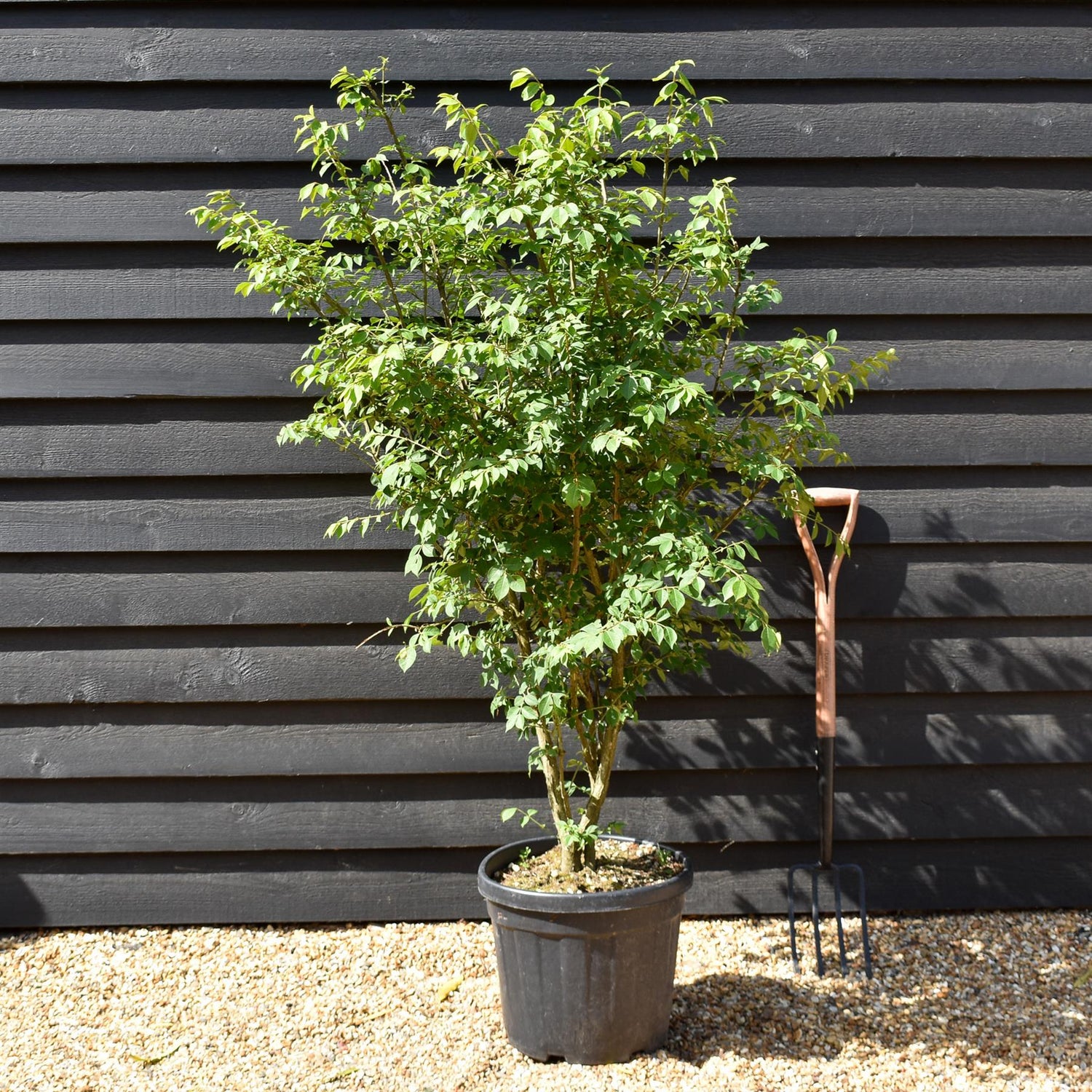 Euonymus alatus | Winged Spindle Tree - Height 120cm -30lt