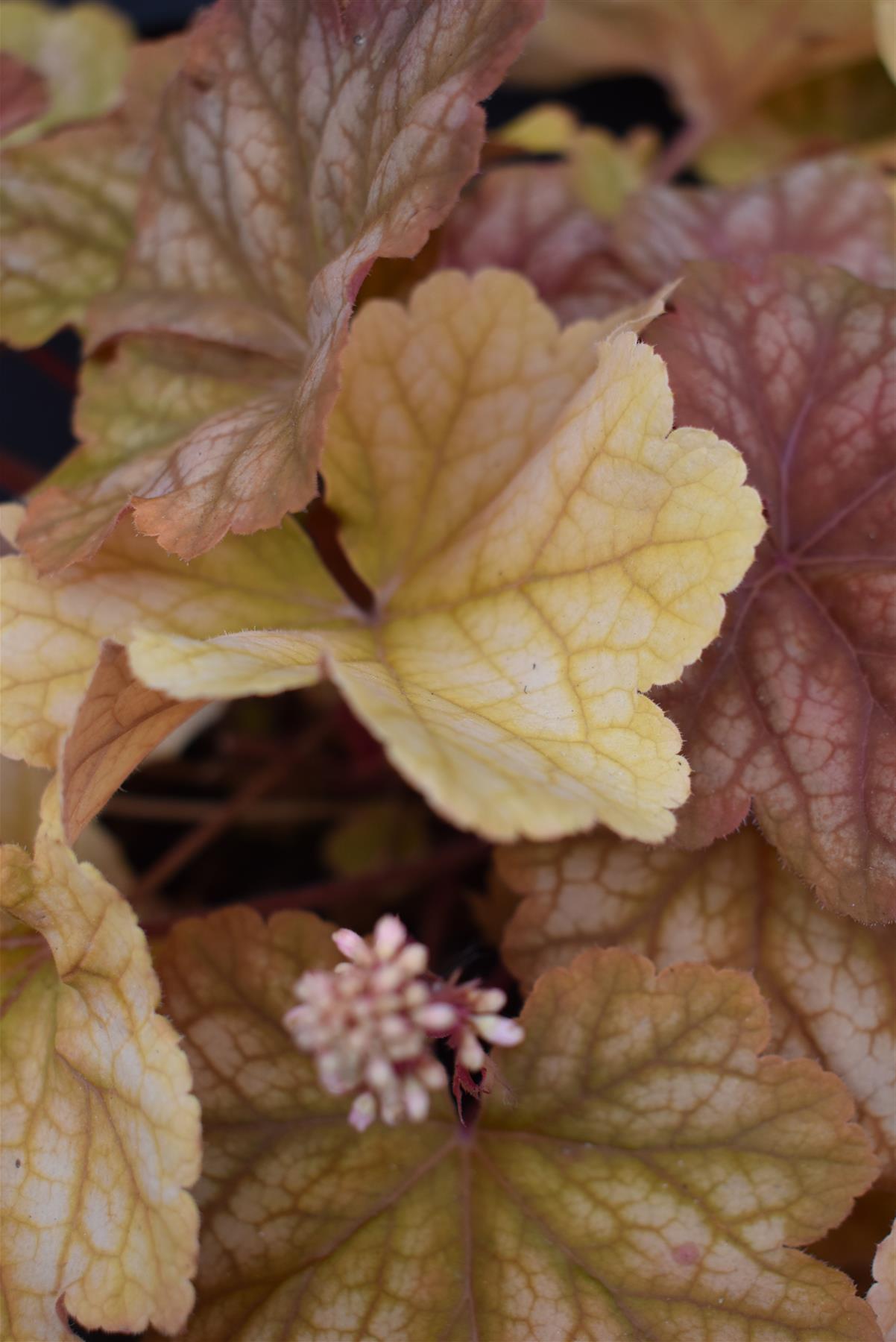 Heuchera 'Champagne' | Alum Root | Coral Bells - 20-30cm, 3lt
