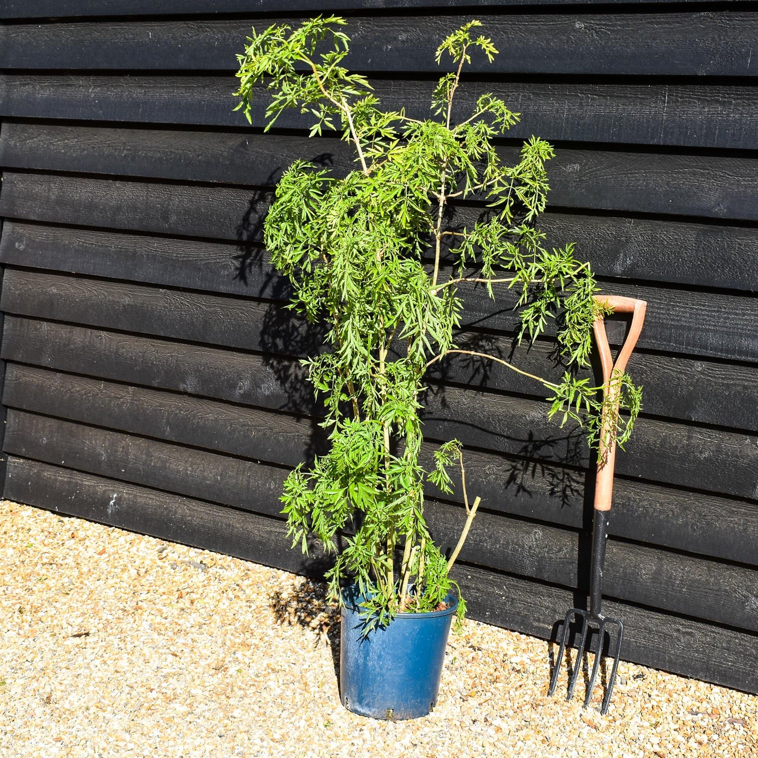 Sambucus Golden Tower - Multistem Shrub - 80-100cm - 12lt