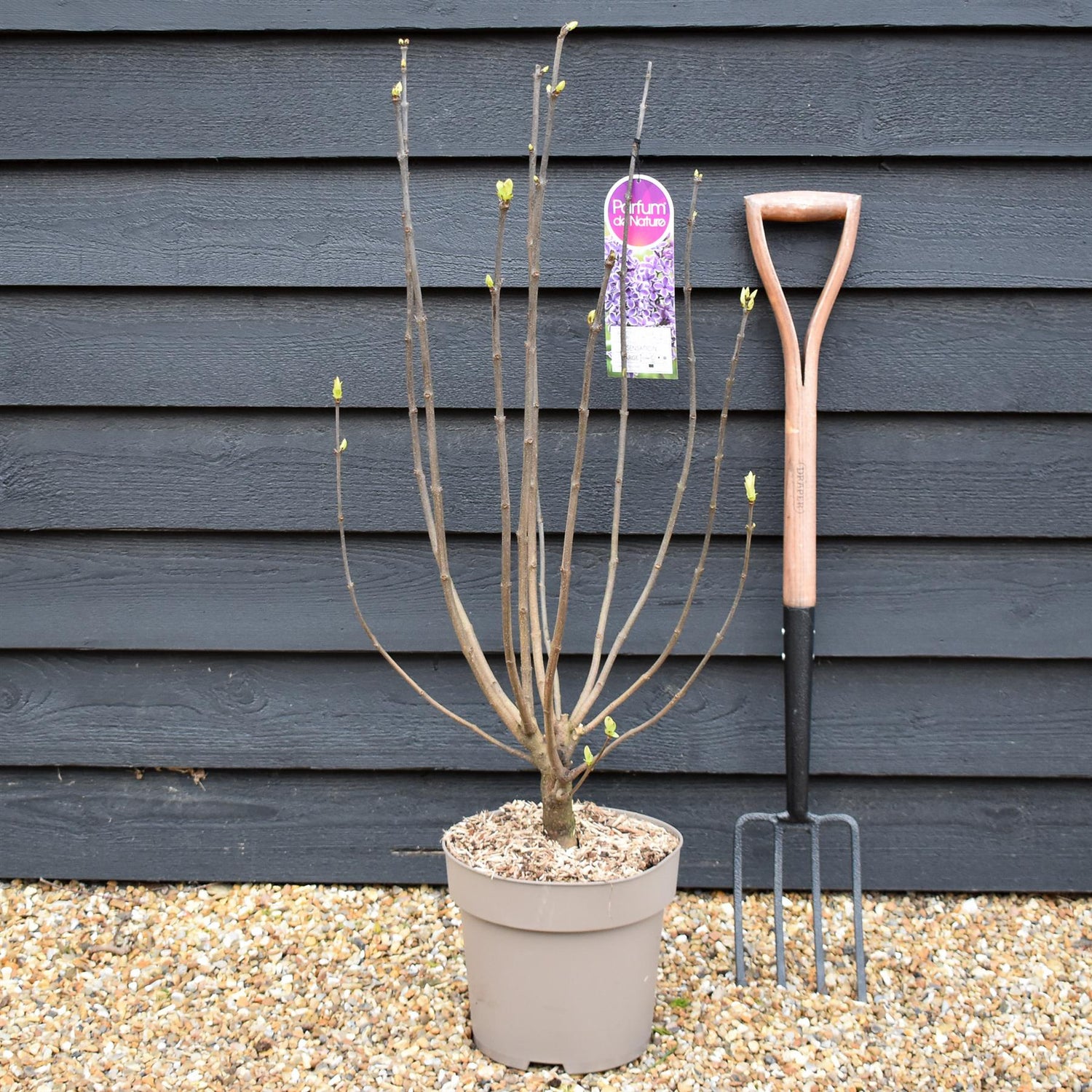 Lilac ''Sensation' | Syringa vulgaris - Height 80-100cm - 10lt