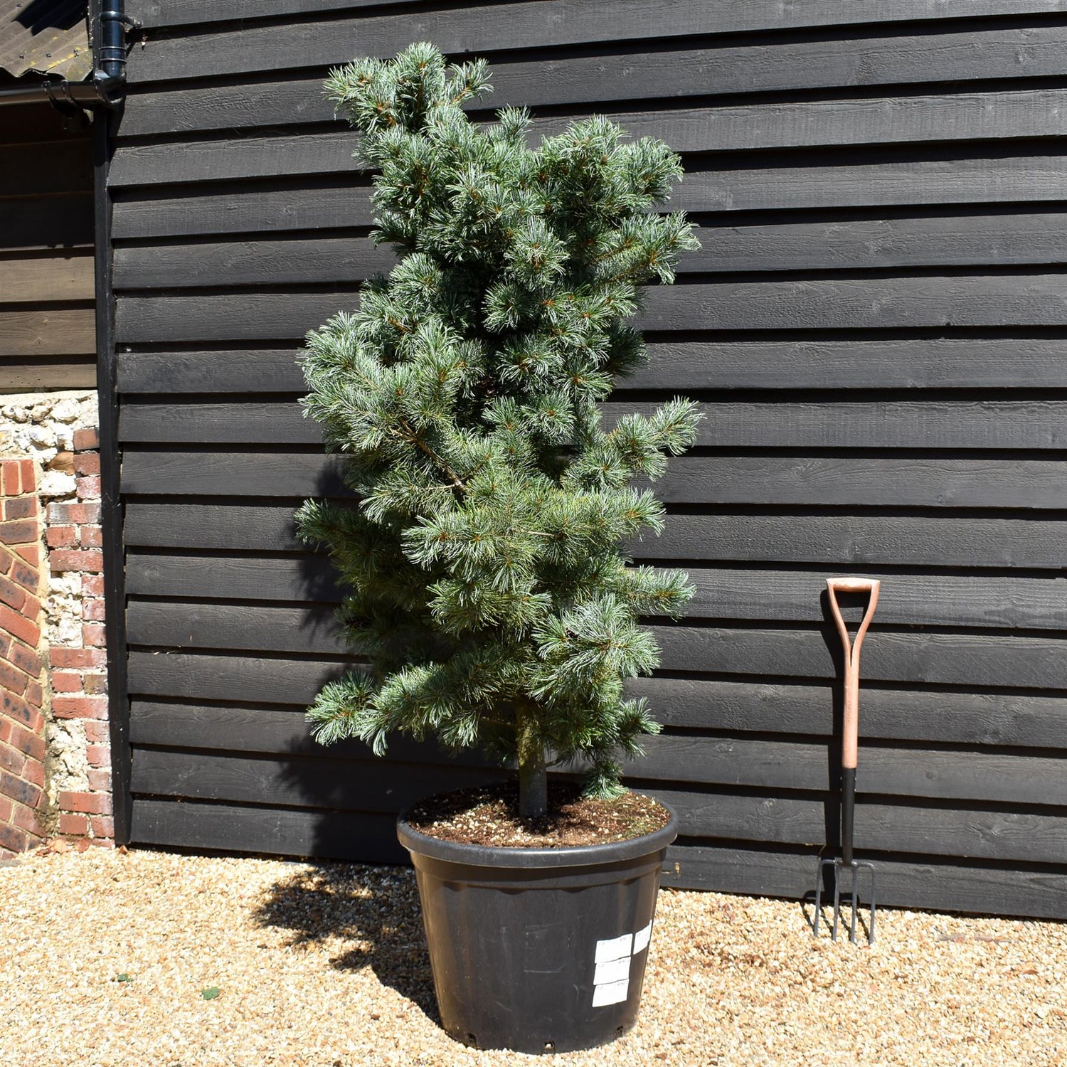 Pinus parvifloravGlauca - Japanese white pine - Height 180-200cm - 110lt