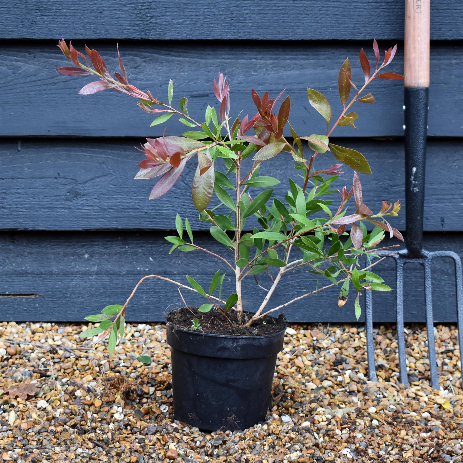 Callistemon Laevis | Bottlebrush - Shrub - Height 40-50cm - 3lt