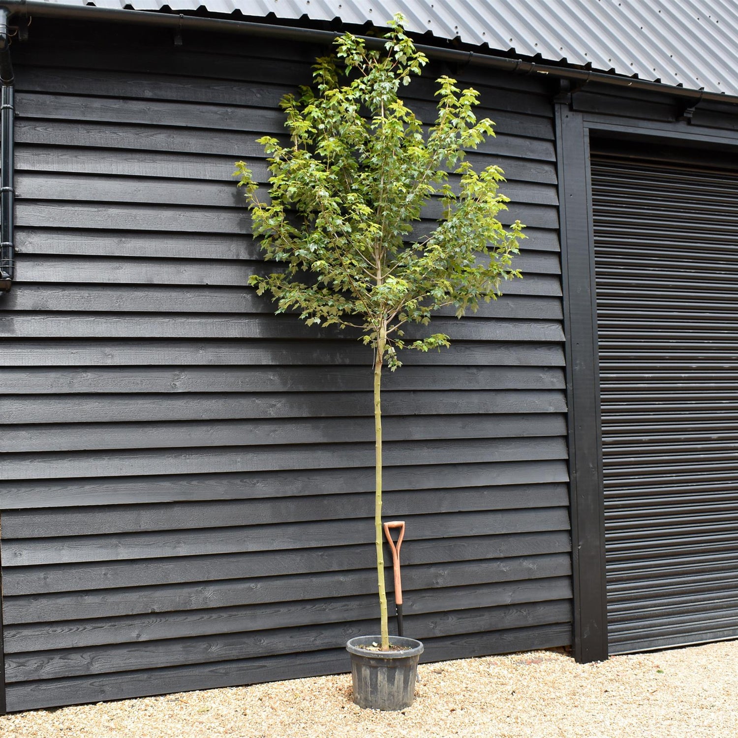 Red Maple | Acer rubrum 'Autumn Flame' - Clear Stem - Height 320-350cm - Girth 8-10cm - 40lt
