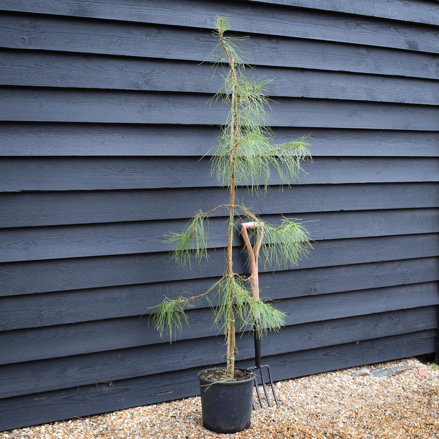 Pinus pinaster - Maritime Pine - Height 90-120cm - 12lt