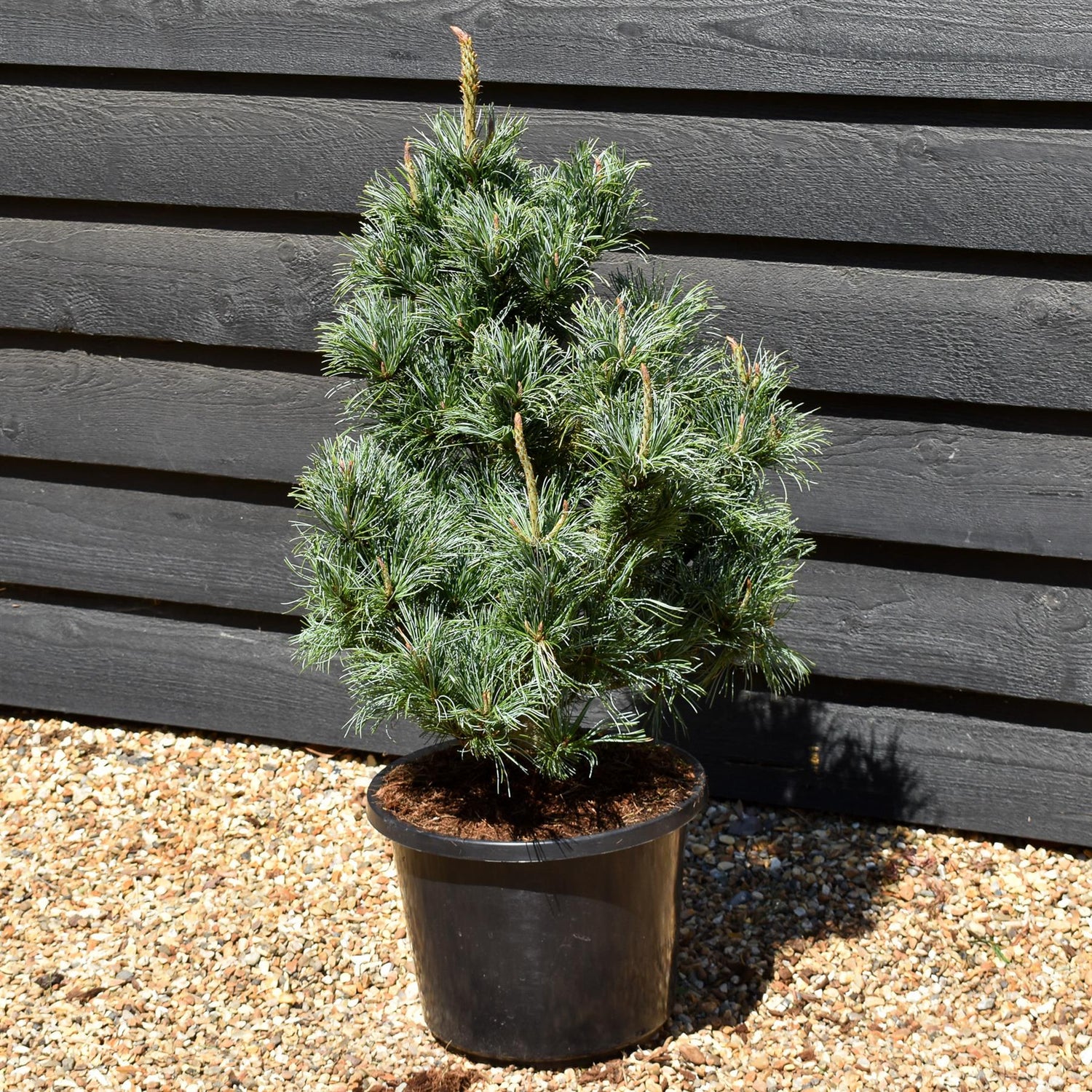 Japanese white pine | Pinus parviflora 'Ara kawa' - Height 70-90cm - Width 40-50cm - 12lt