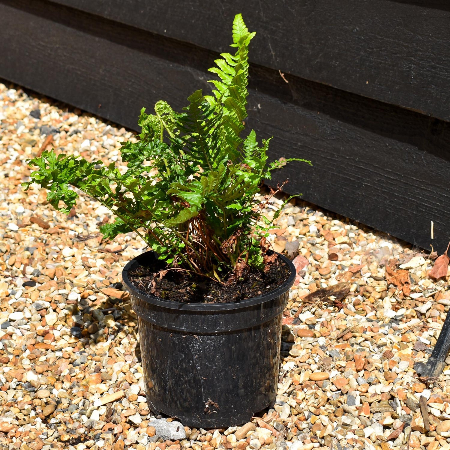 Dryopteris  filix-mas 'Crispa Cristata' - Ferns- Perennial - 3lt