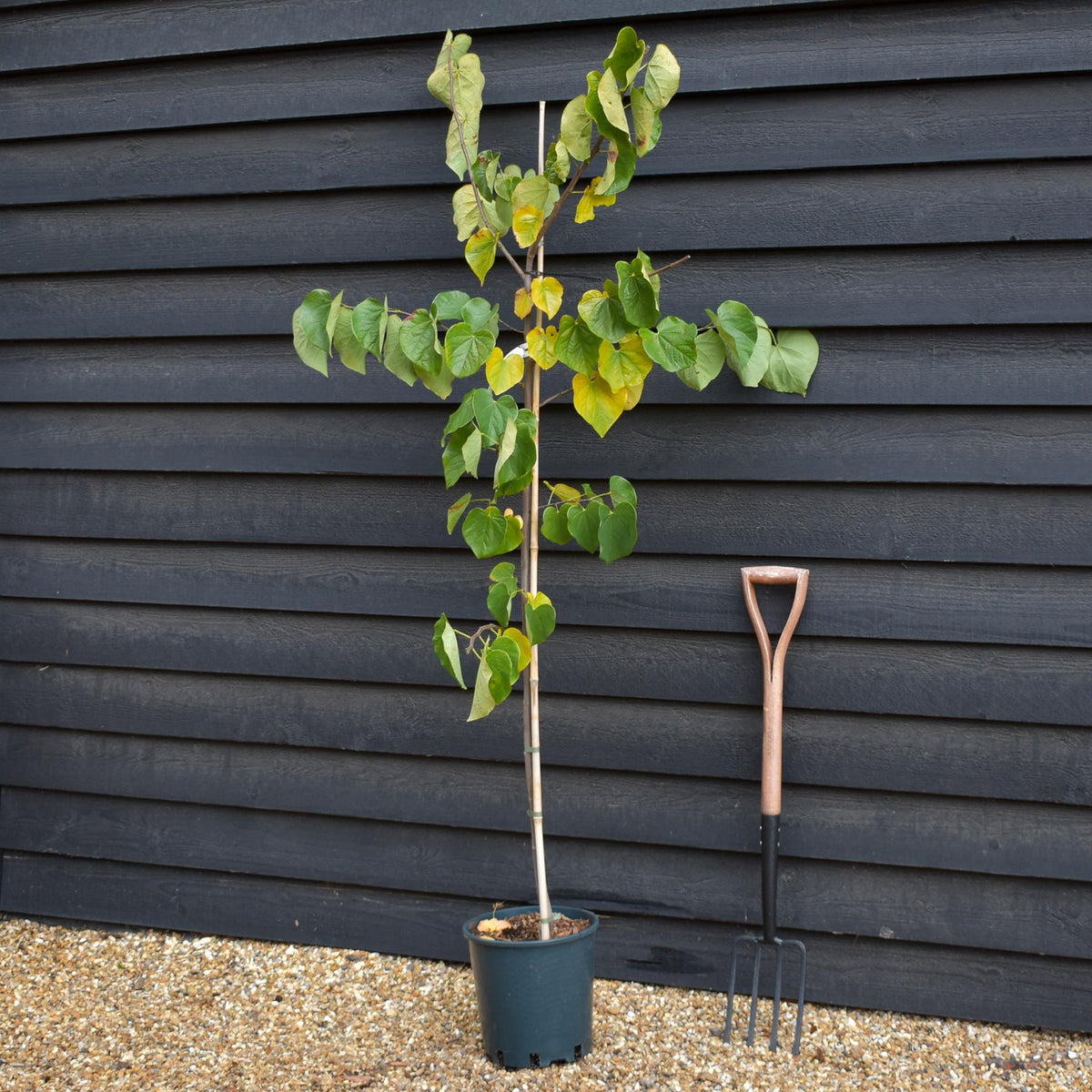 Cercis canadensis 'Pink PomPom' - Height 160-180cm - Bushy - 12lt