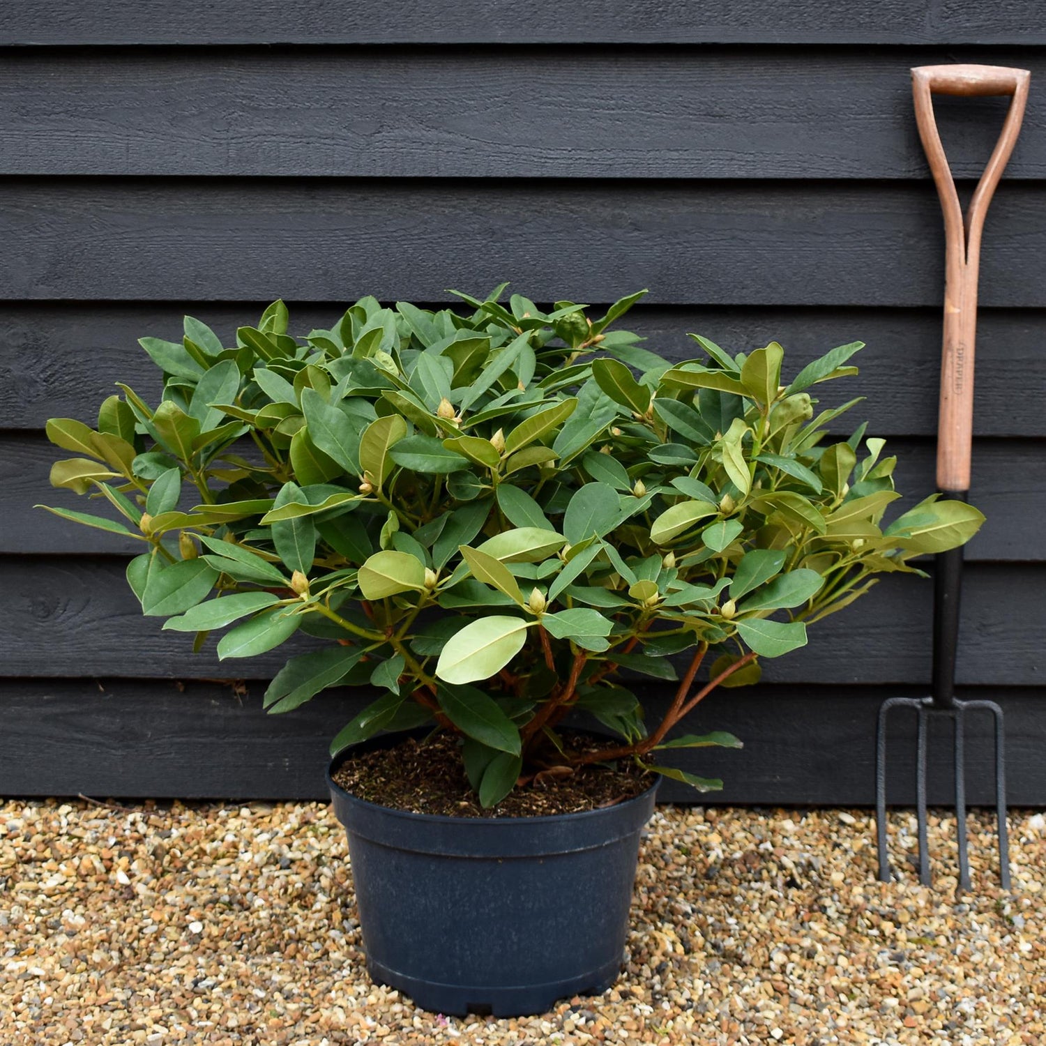 Rhododendron 'Eucharist' - Shrub - Height 50-60cm - Width 80-90cm - 15lt