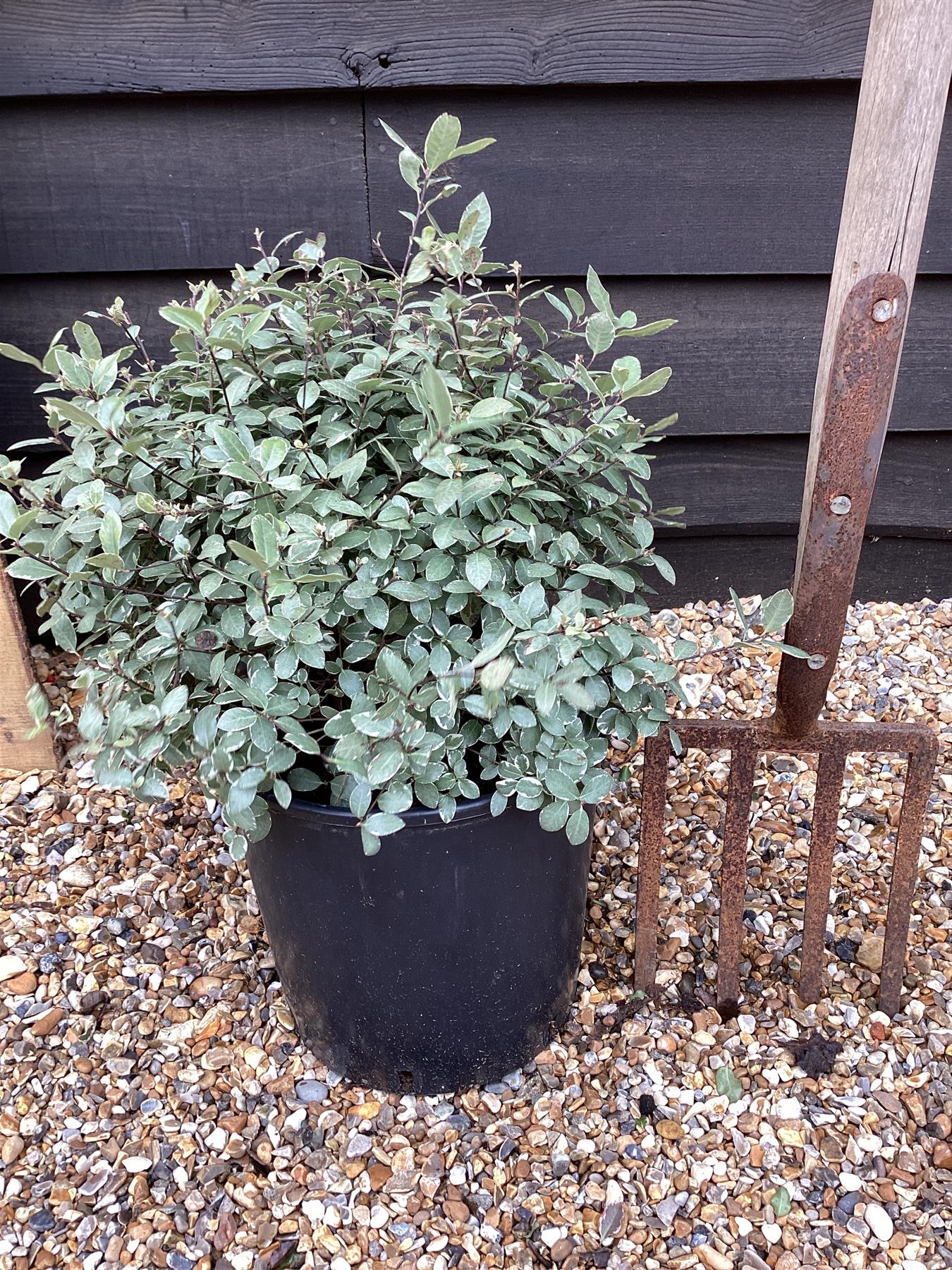 Pittosporum tenuifolium 'Silver Ball' - 40-50cm - 12lt