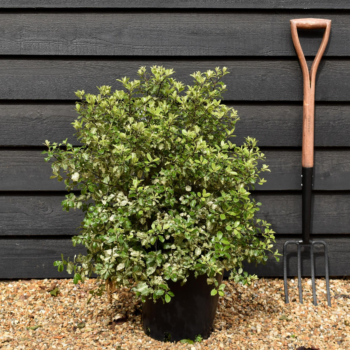 Pittosporum Irene Paterson - Height 40-60cm - 12lt
