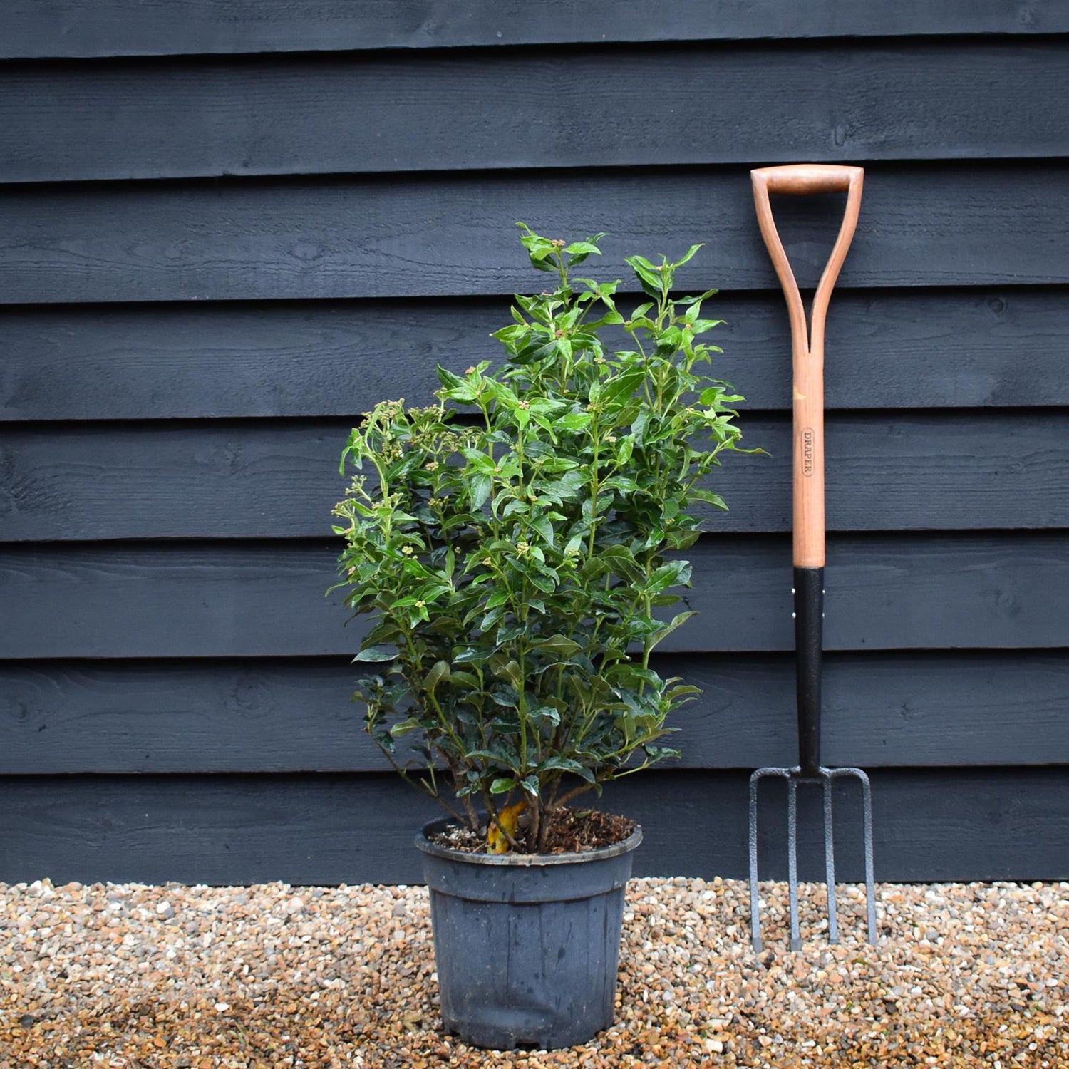 Viburnum tinus Spirit - Bush - Height 50-70cm - 9lt