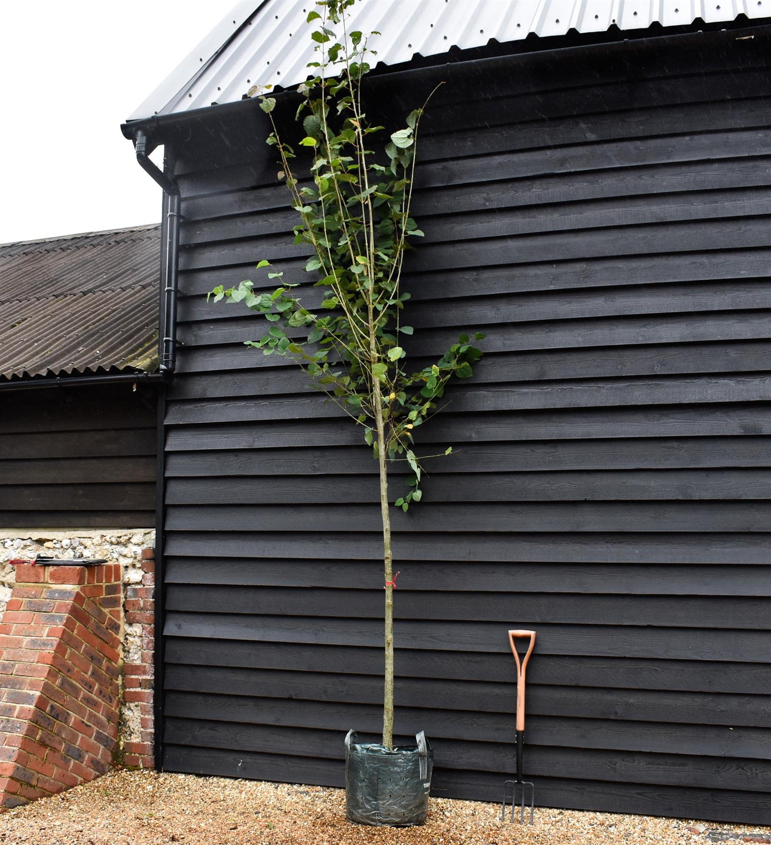 Cercidiphyllum japonicum | Japanese Katsura Tree - Clear Stem - Girth 8-10cm - Height 340-360cm - 45lt