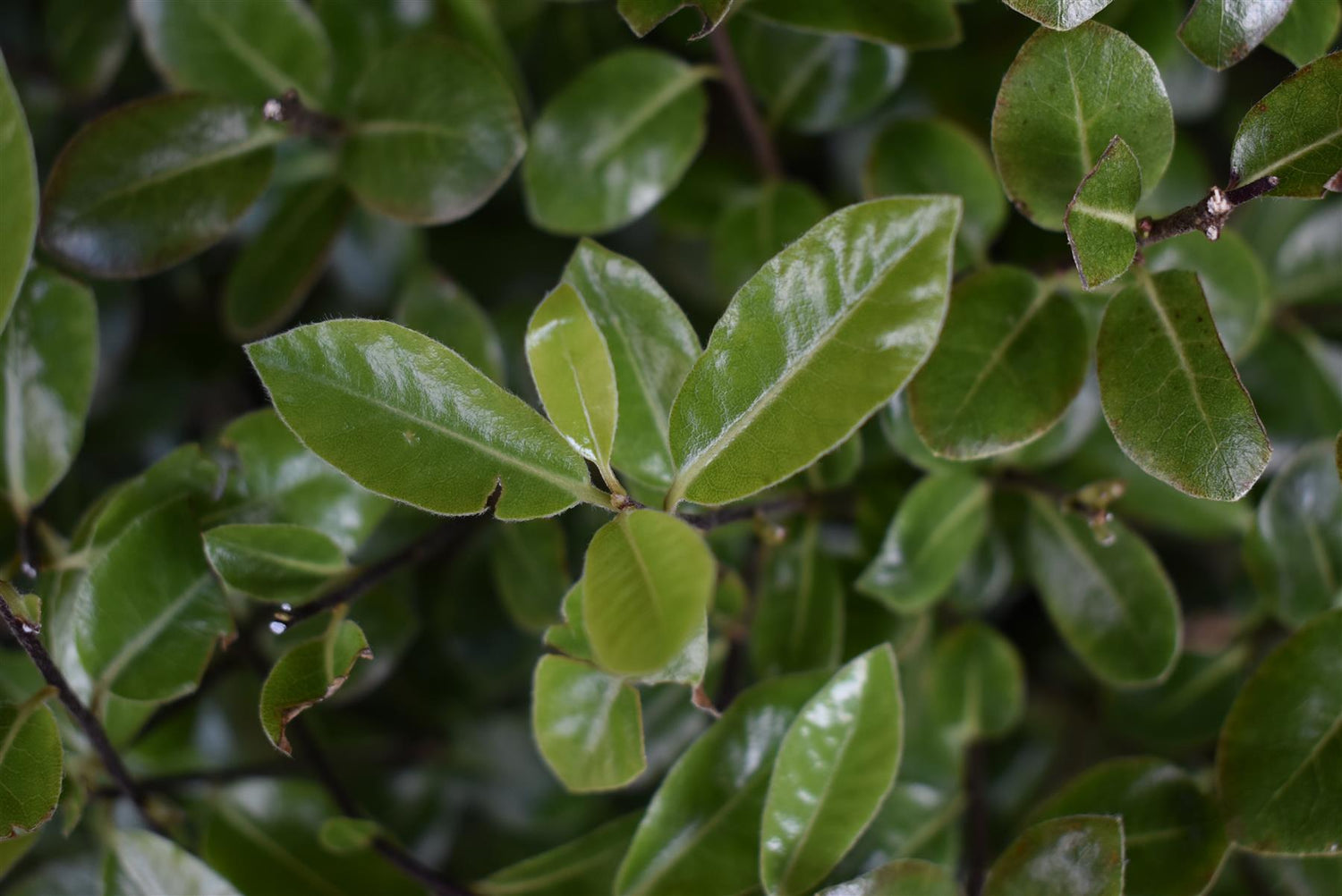 Pittosporum tenuifolium 'Golf Ball' - 30-40cm - 12lt