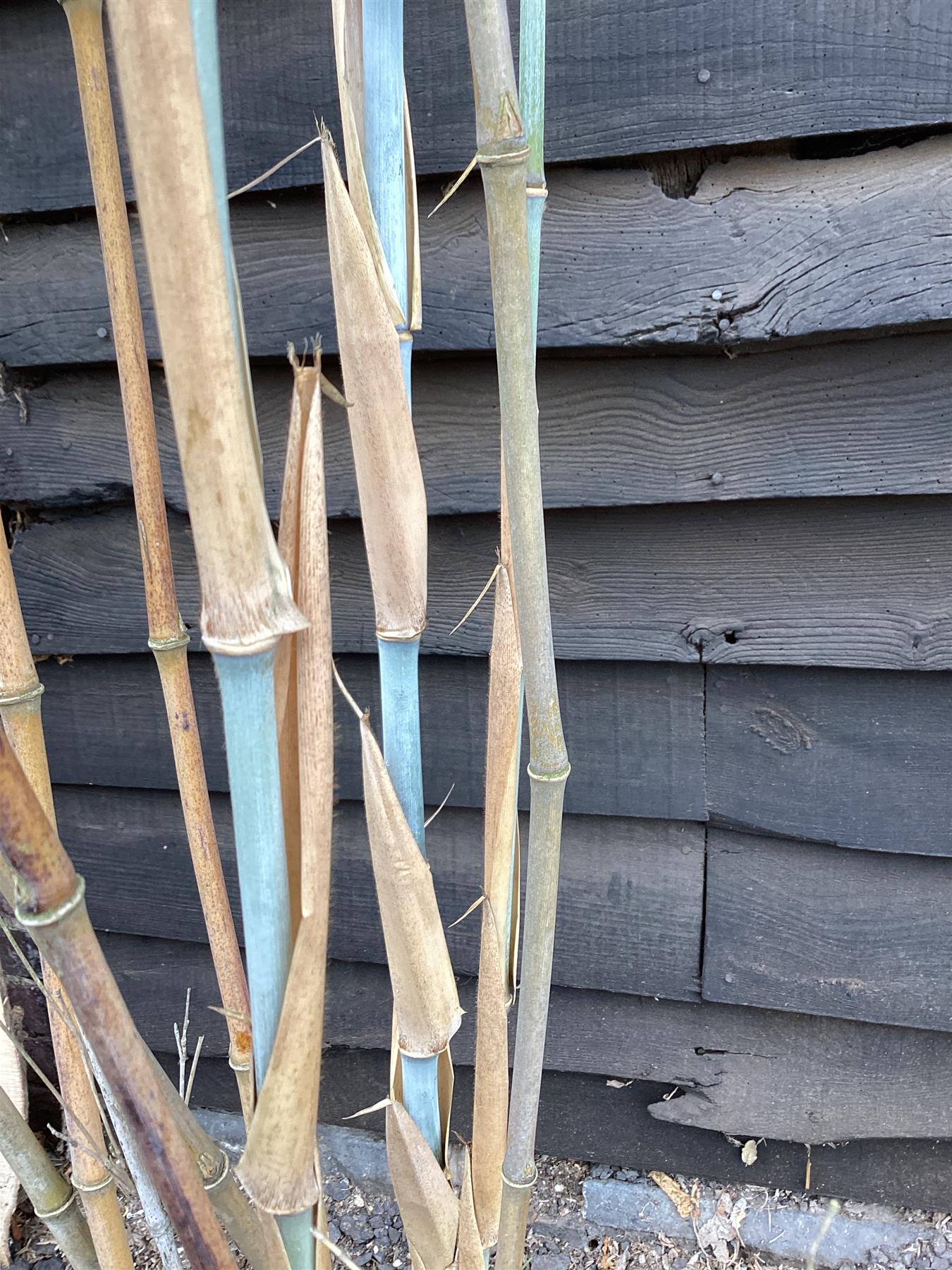 Fargesia papyrifera | Blue Dragon Bamboo - 280-300cm, 50lt