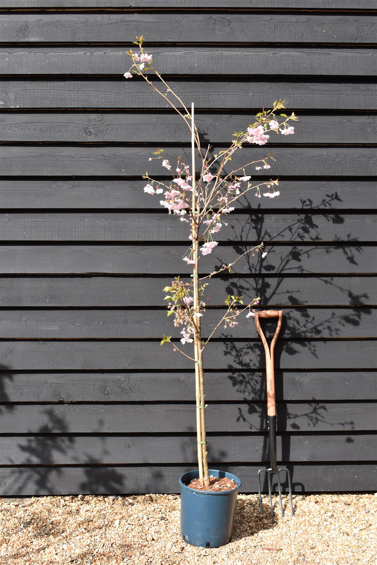 Prunus 'Accolade' | Cherry 'Accolade' - 180-220cm, 10lt