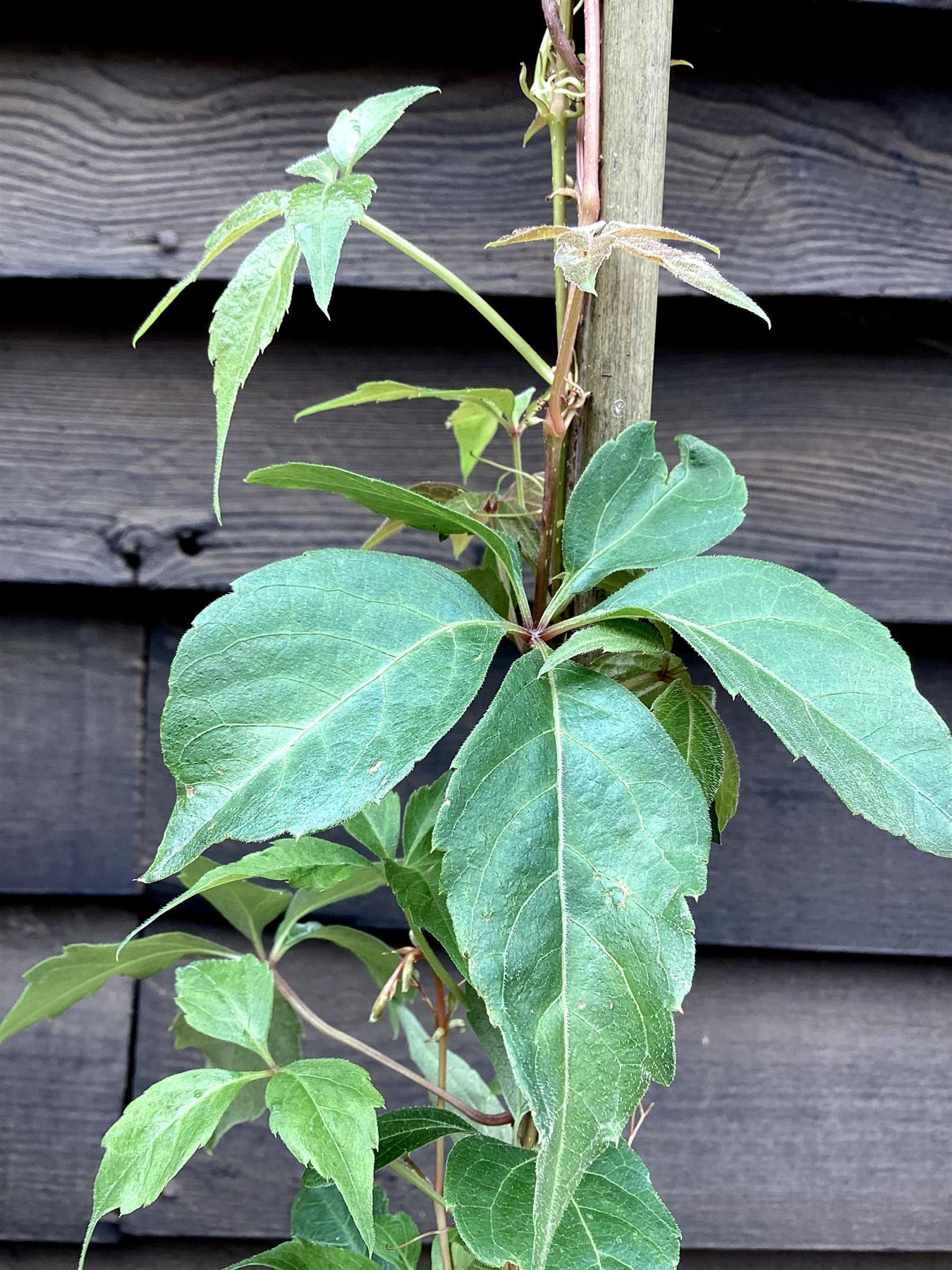 Jasminum officinale 'Sunbeam' | Jasmine 'Sunbeam' - 10-20cm - 3lt